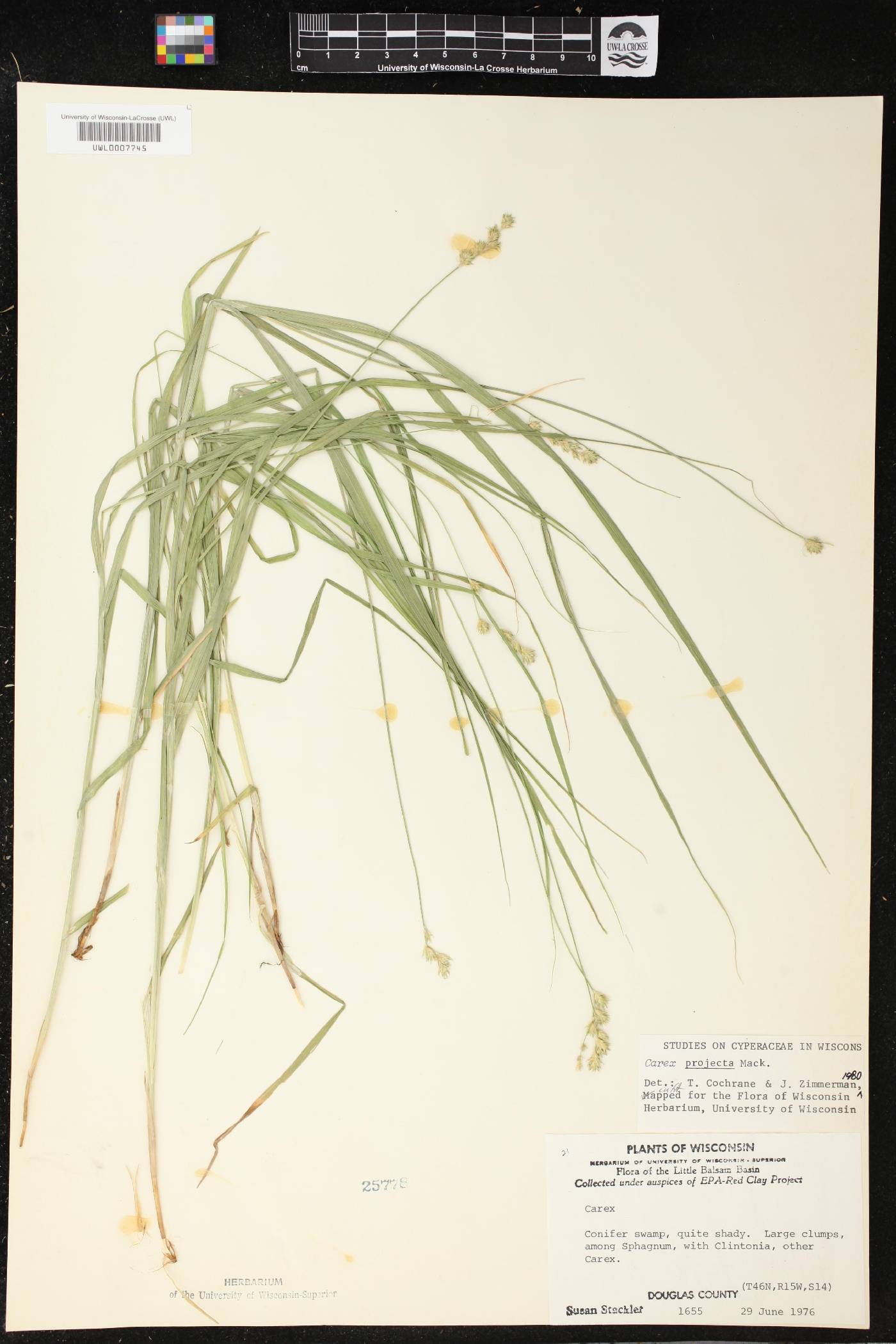 Carex projecta image