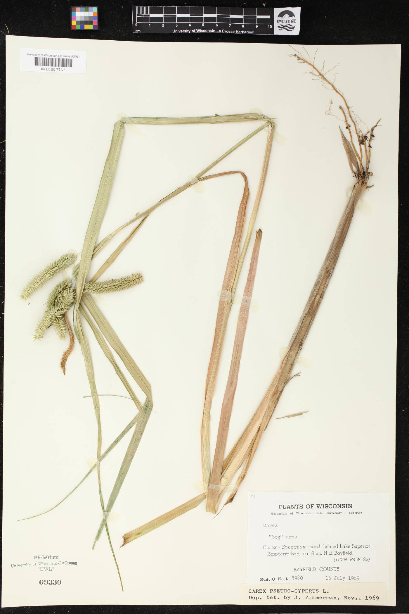 Carex pseudocyperus image