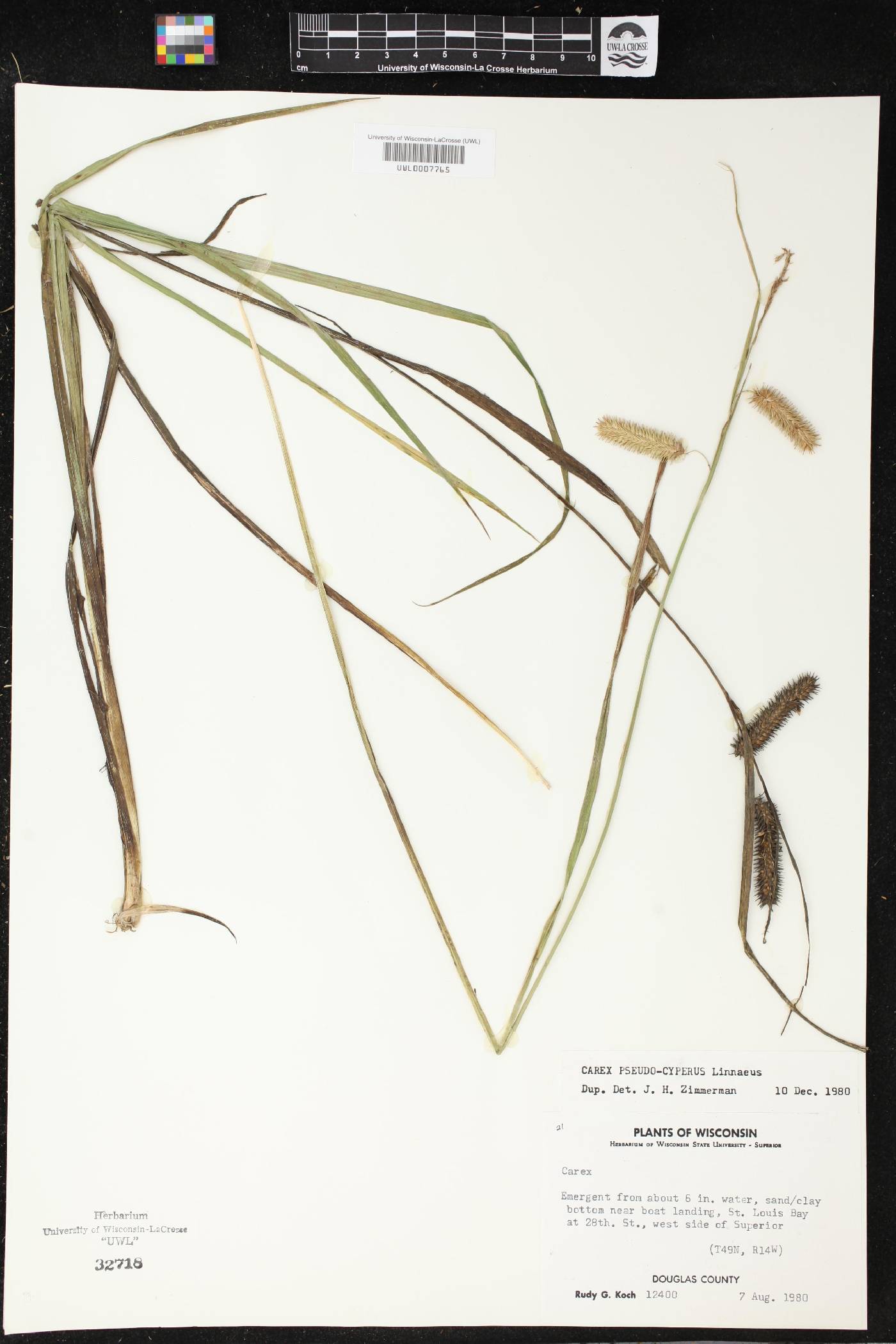 Carex pseudocyperus image