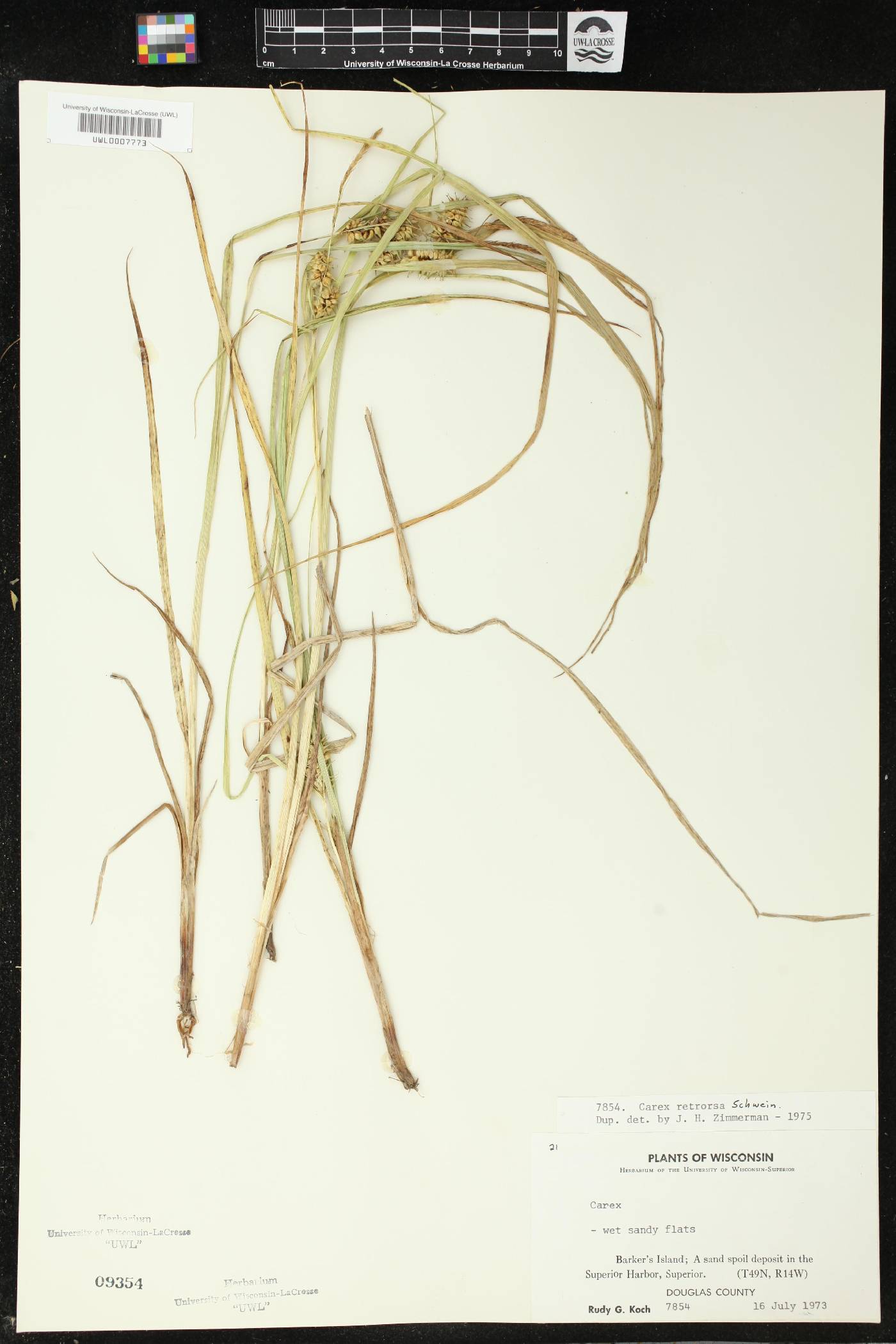 Carex retrorsa image