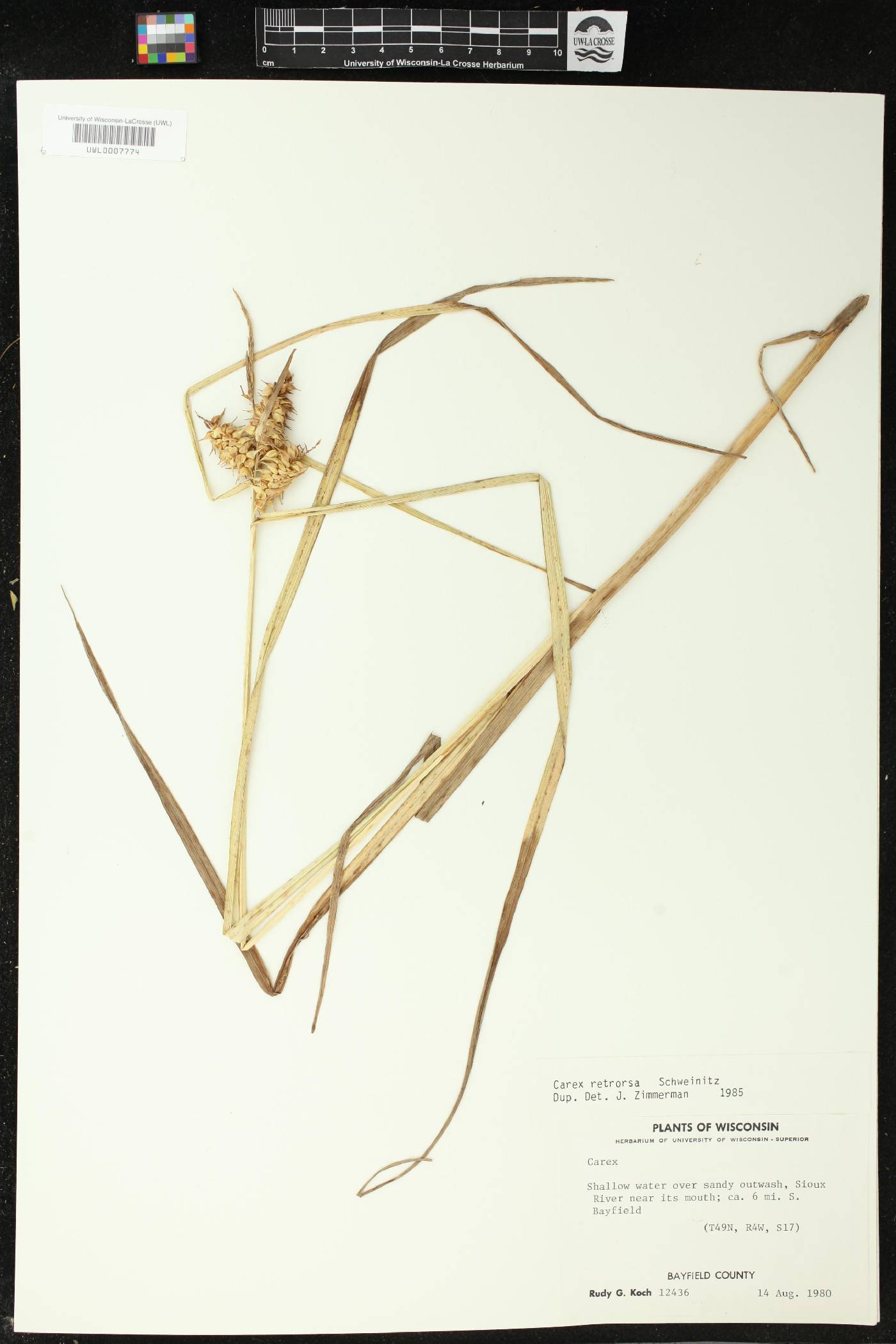 Carex retrorsa image