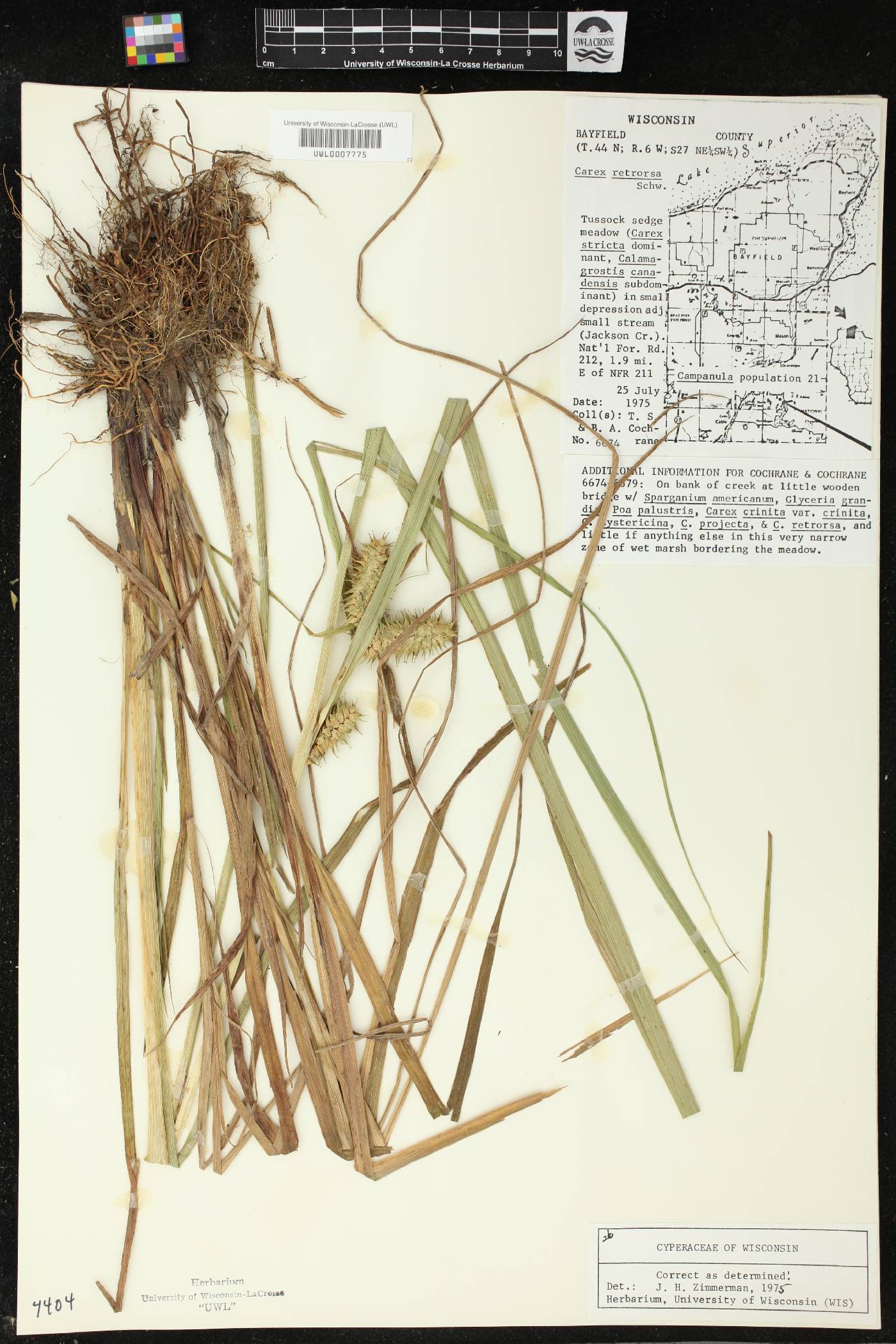 Carex retrorsa image