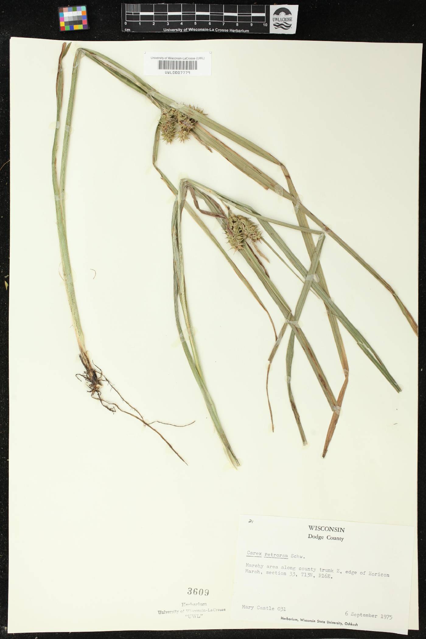 Carex retrorsa image