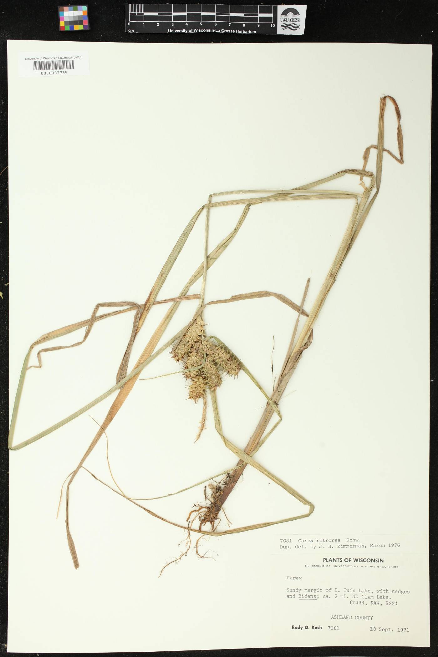 Carex retrorsa image