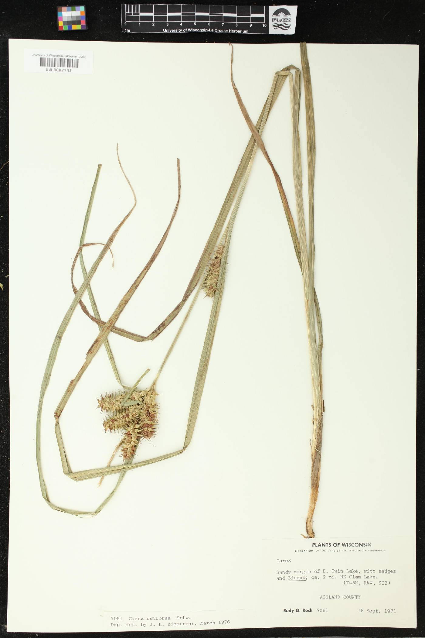 Carex retrorsa image