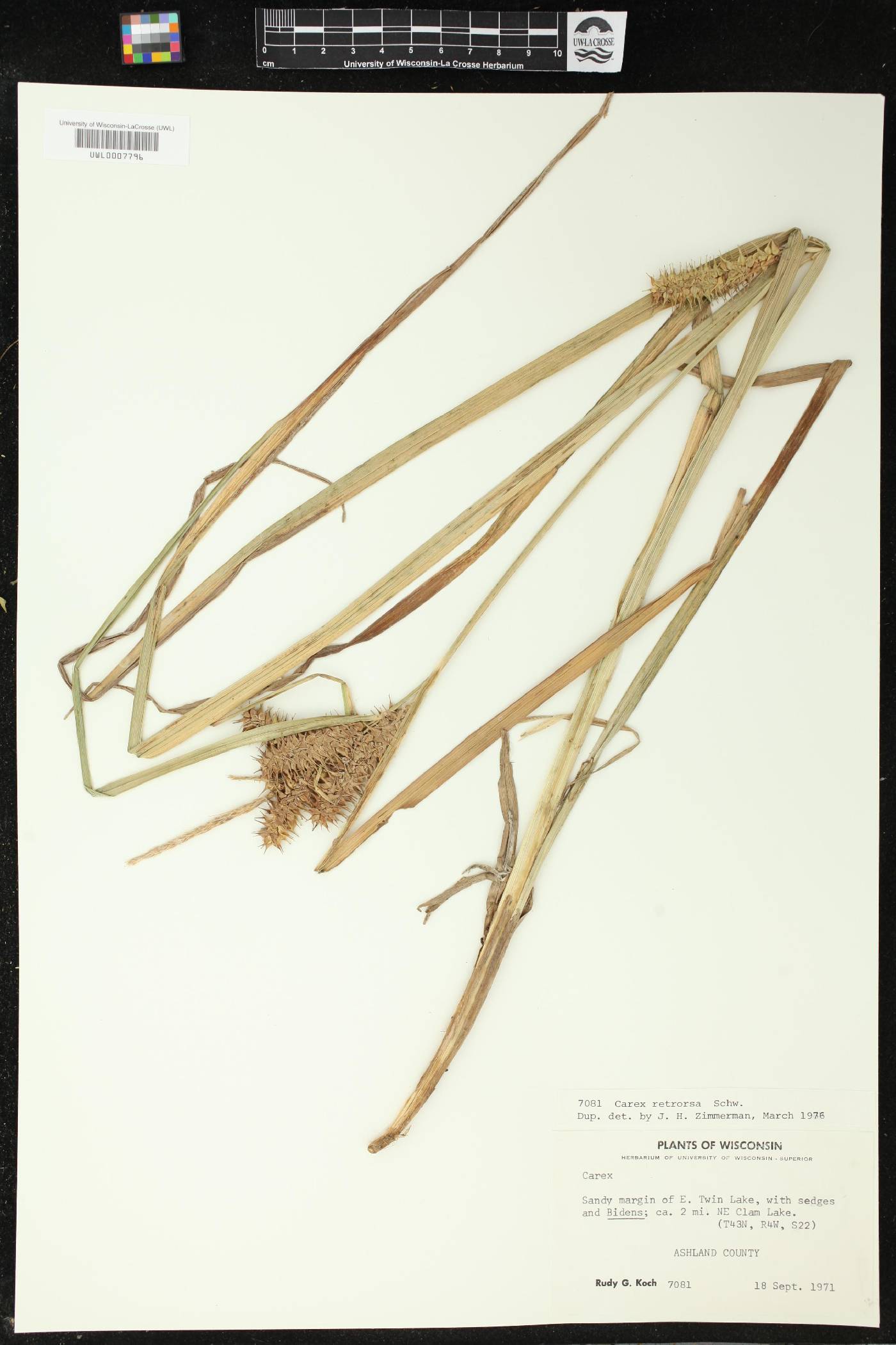 Carex retrorsa image