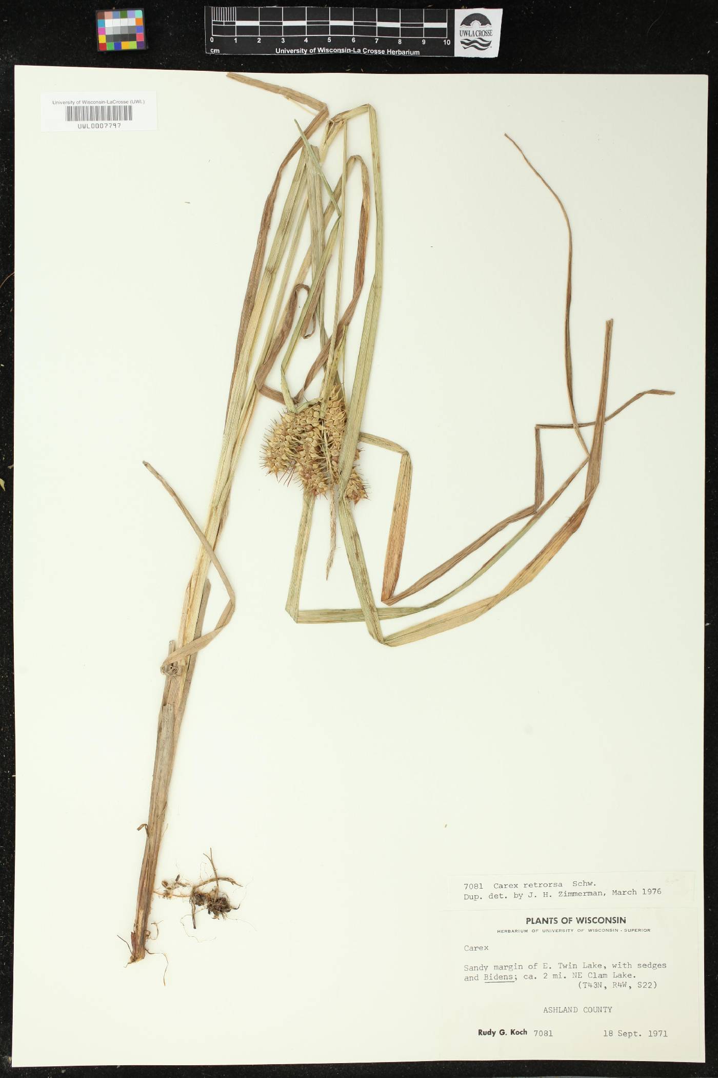 Carex retrorsa image