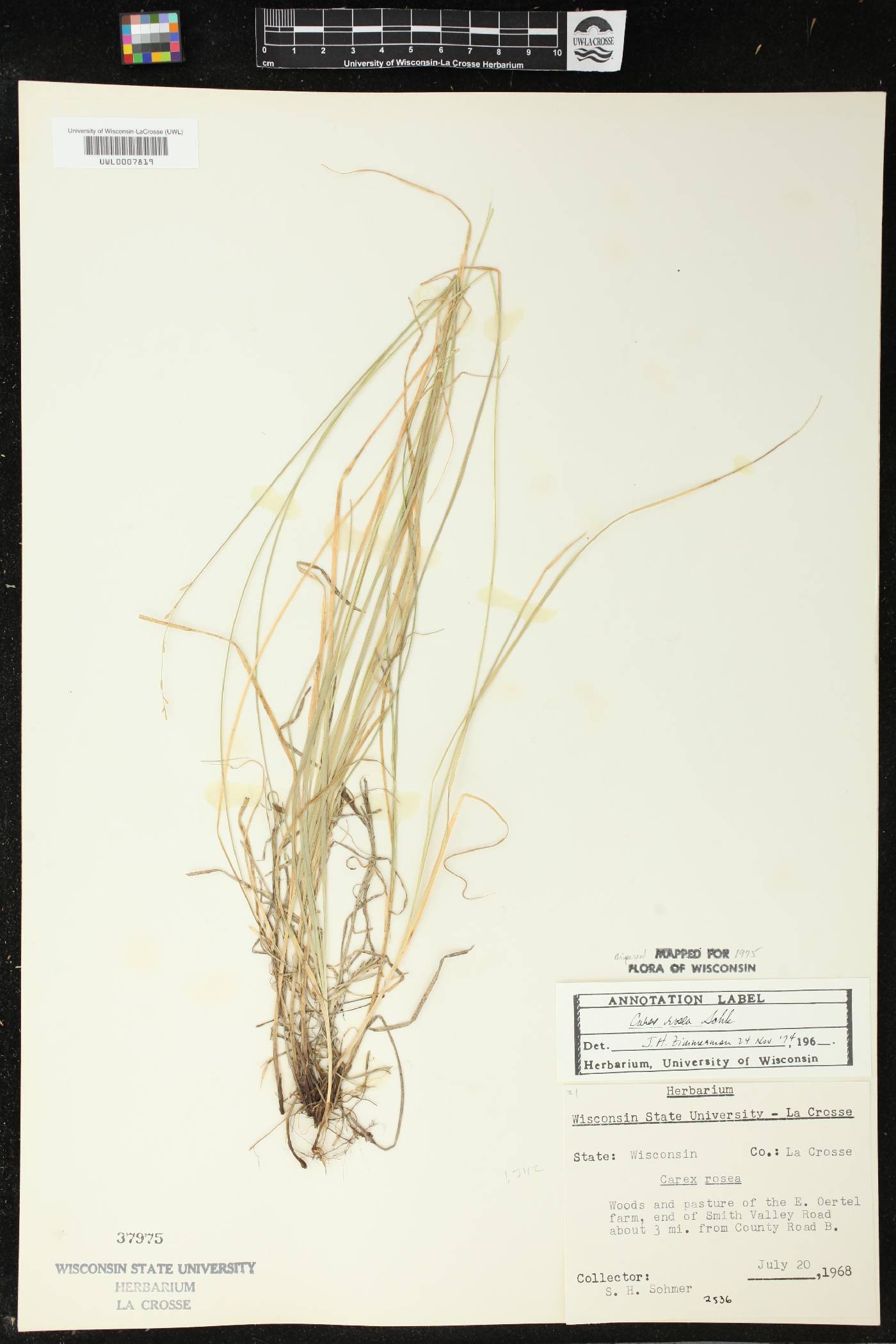 Carex rosea image