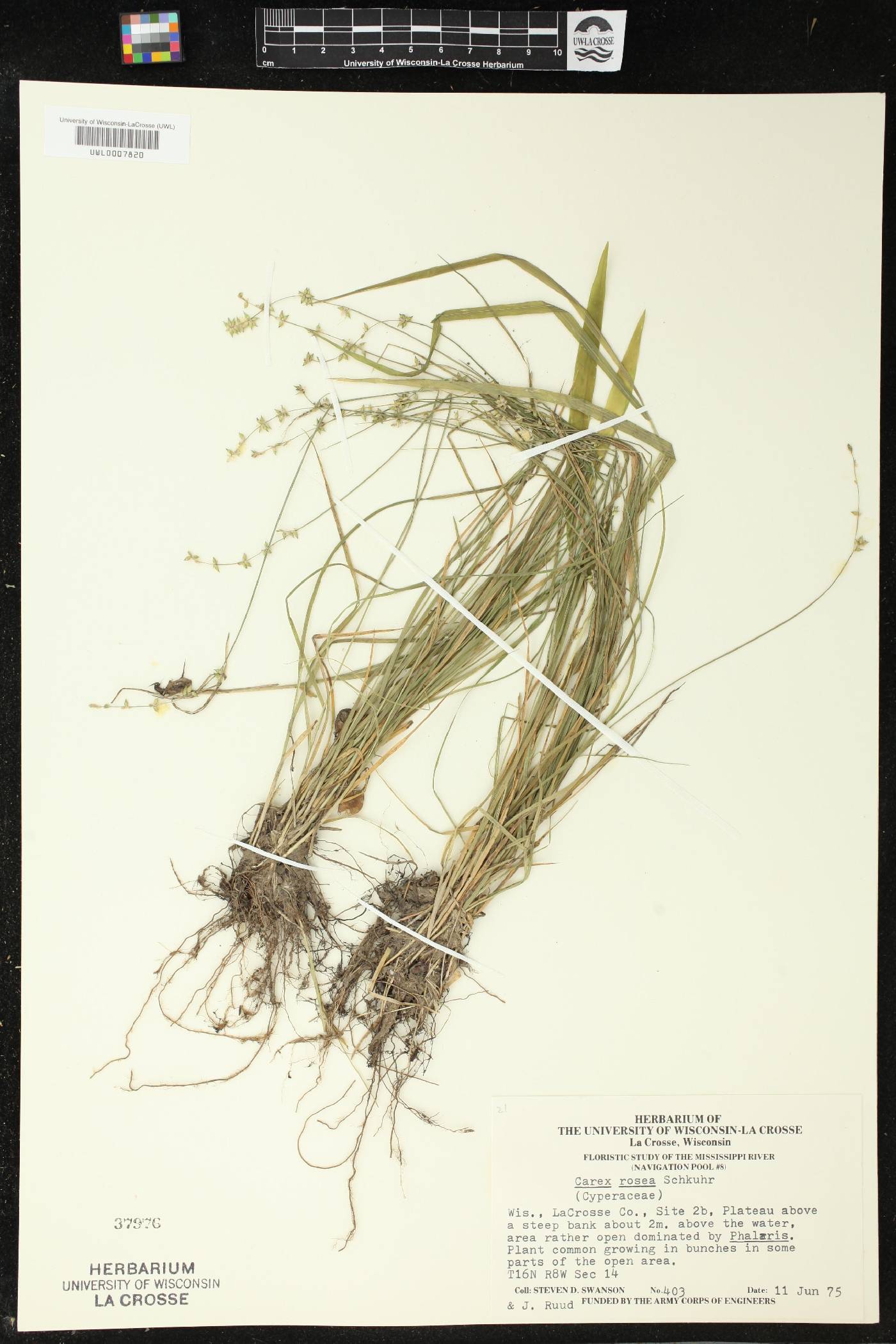 Carex rosea image