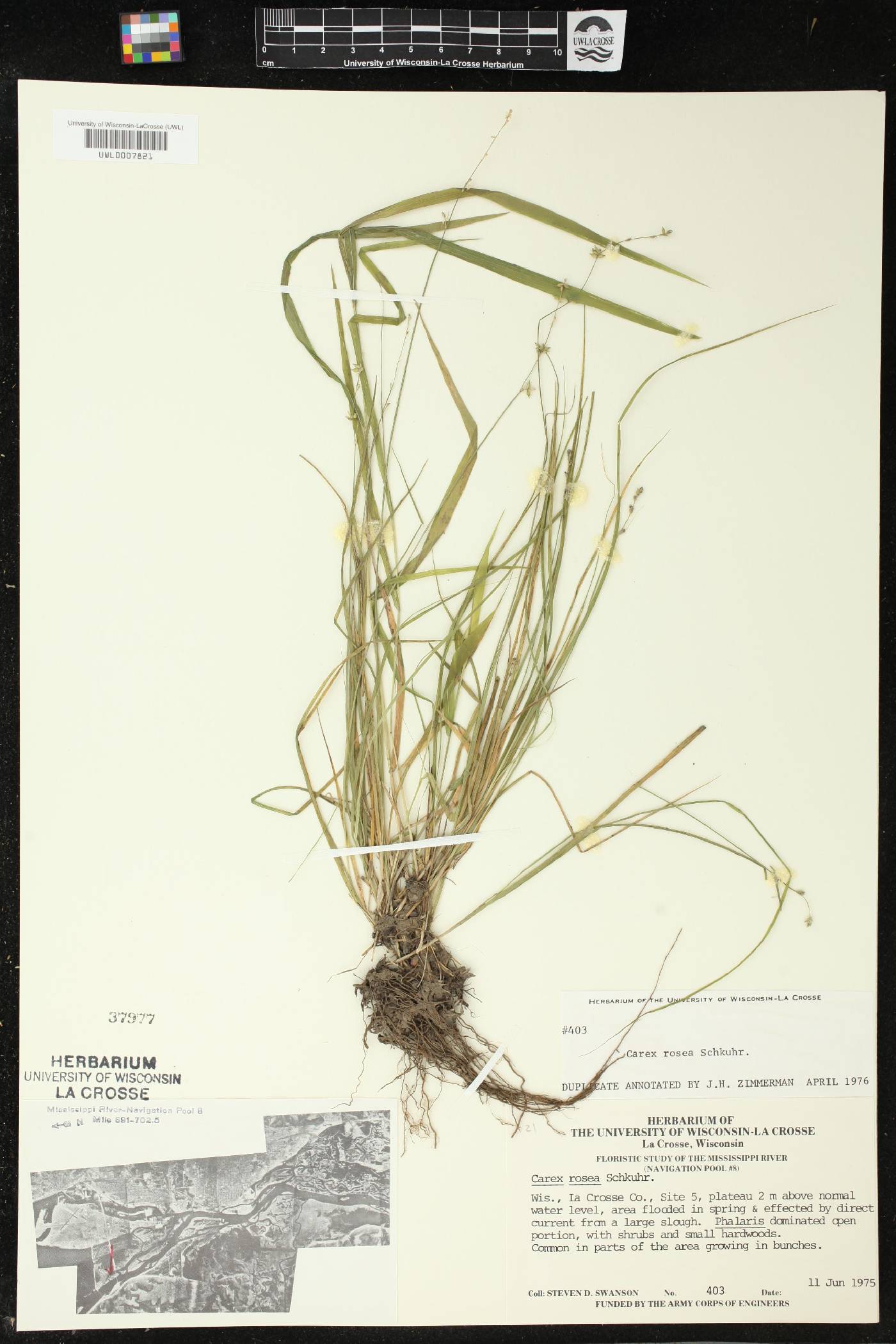 Carex rosea image