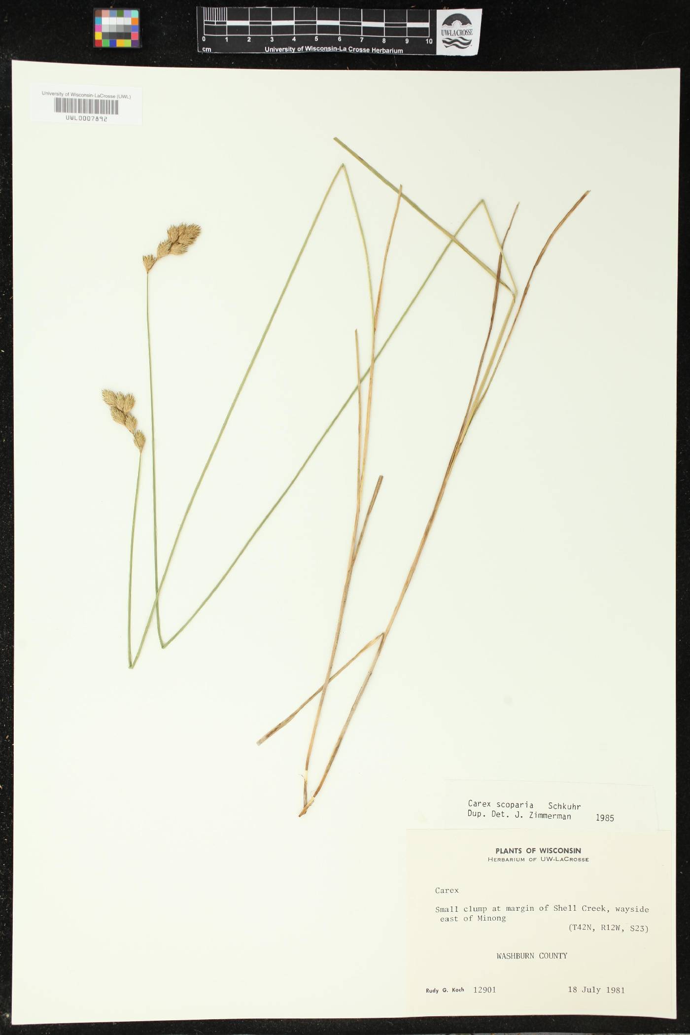 Carex scoparia image
