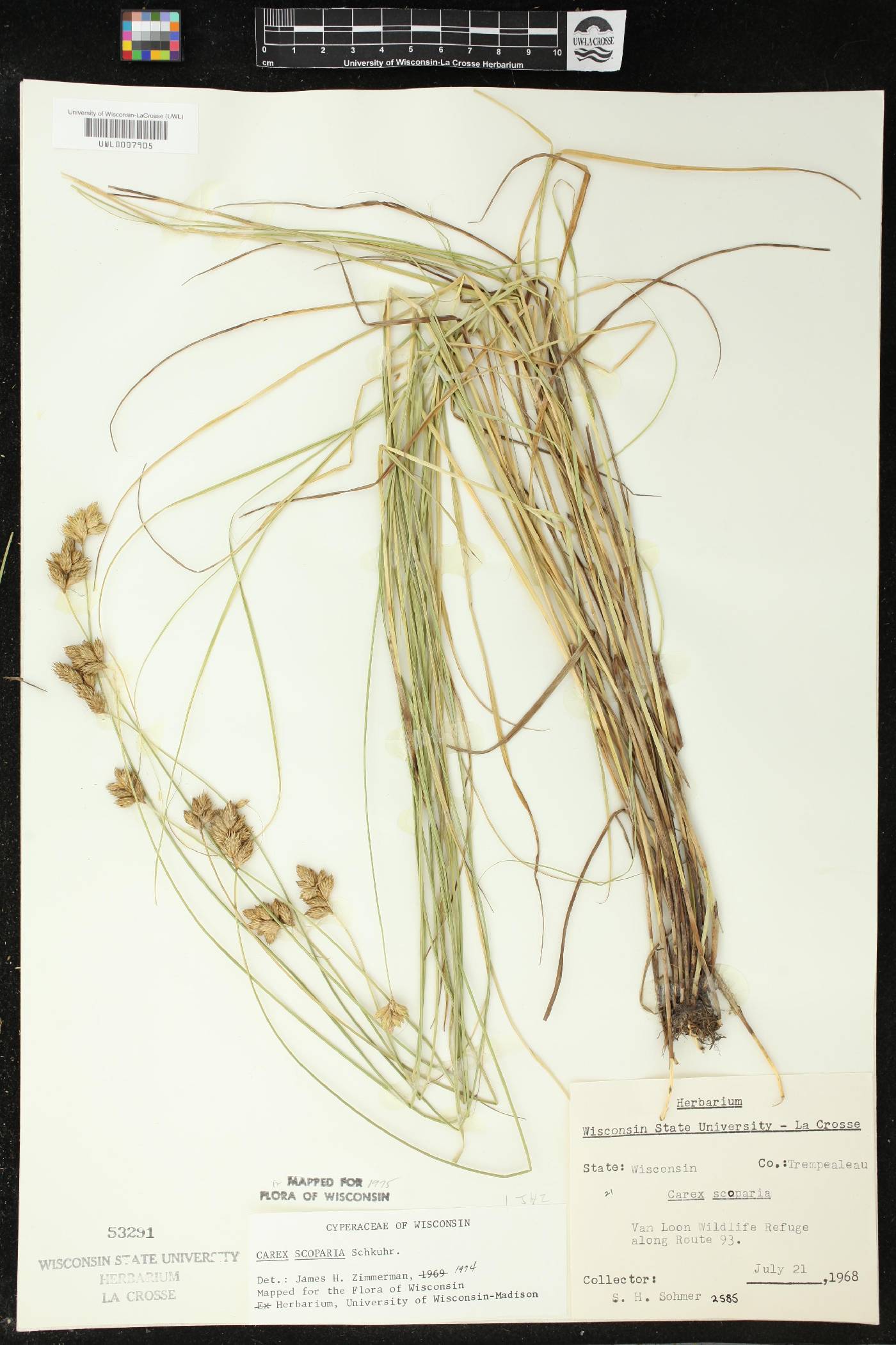 Carex scoparia image