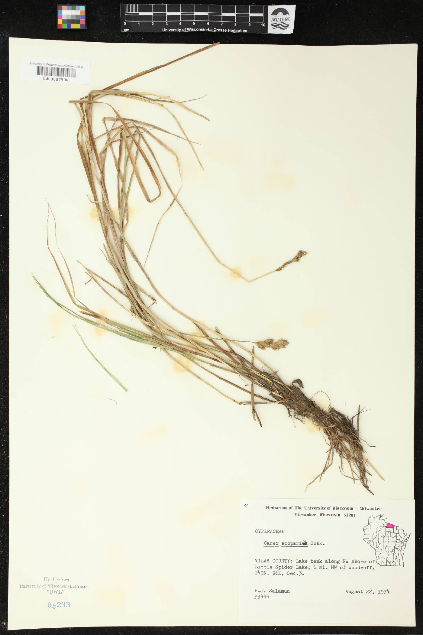 Carex scoparia image