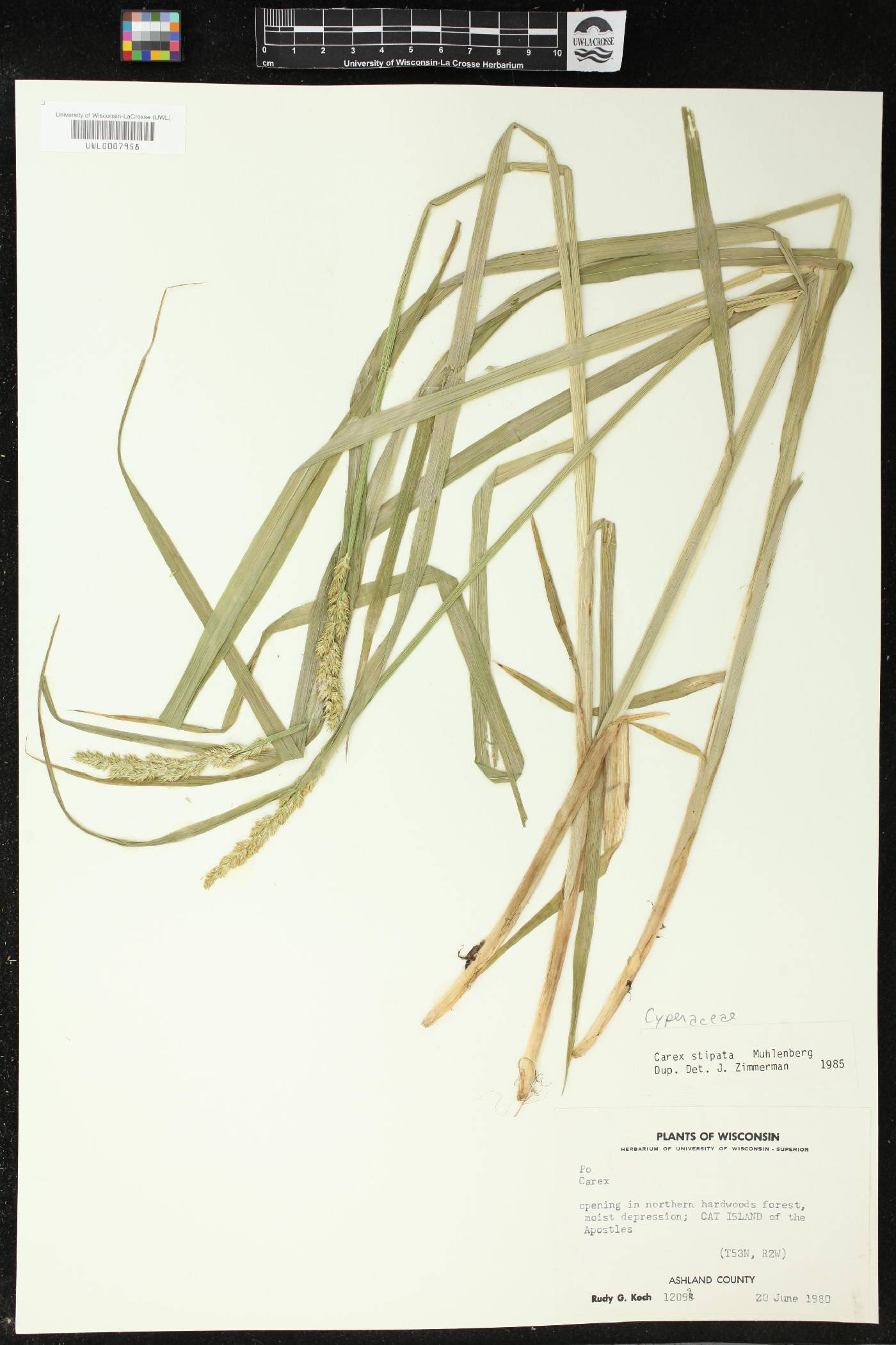 Carex stipata image