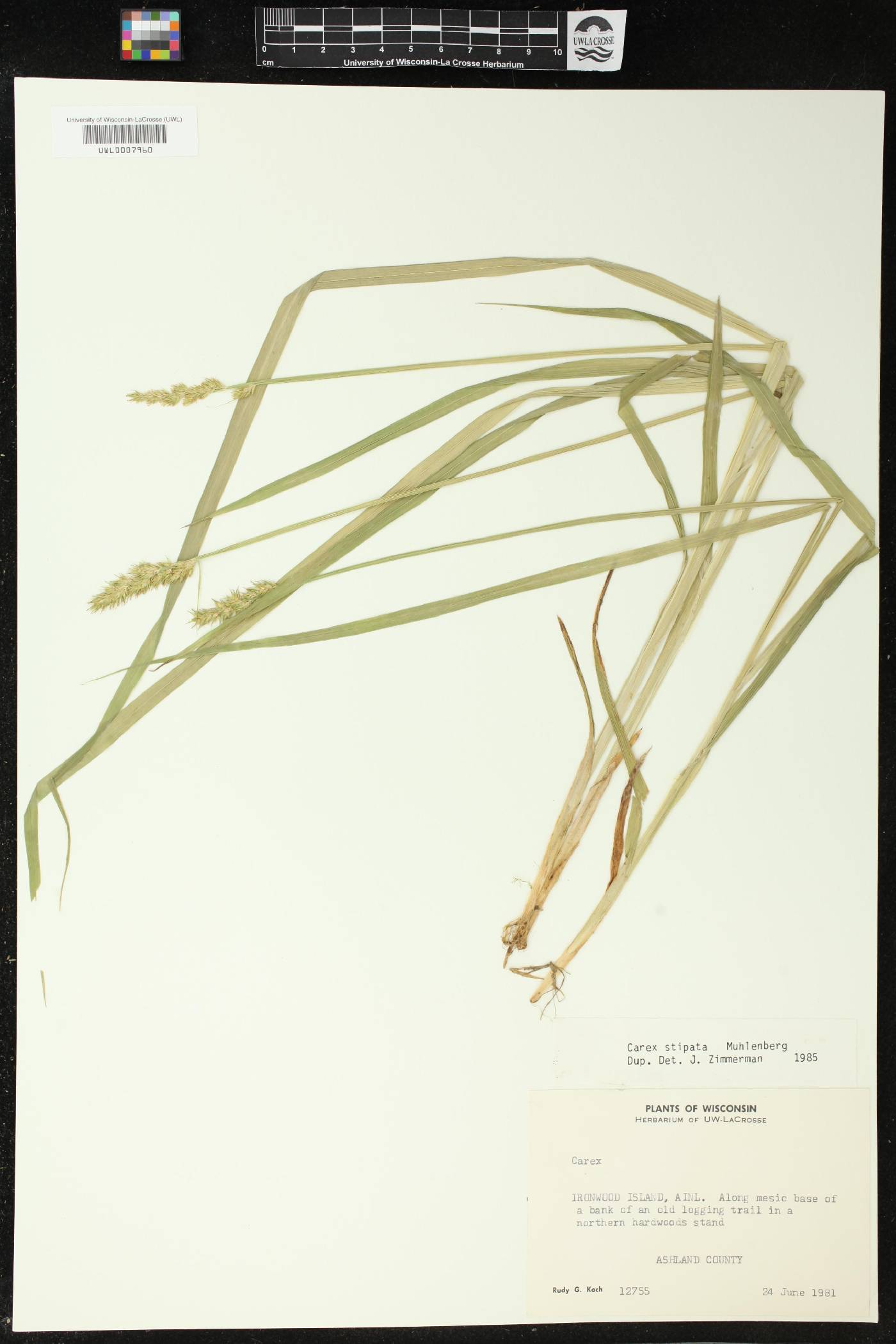 Carex stipata image
