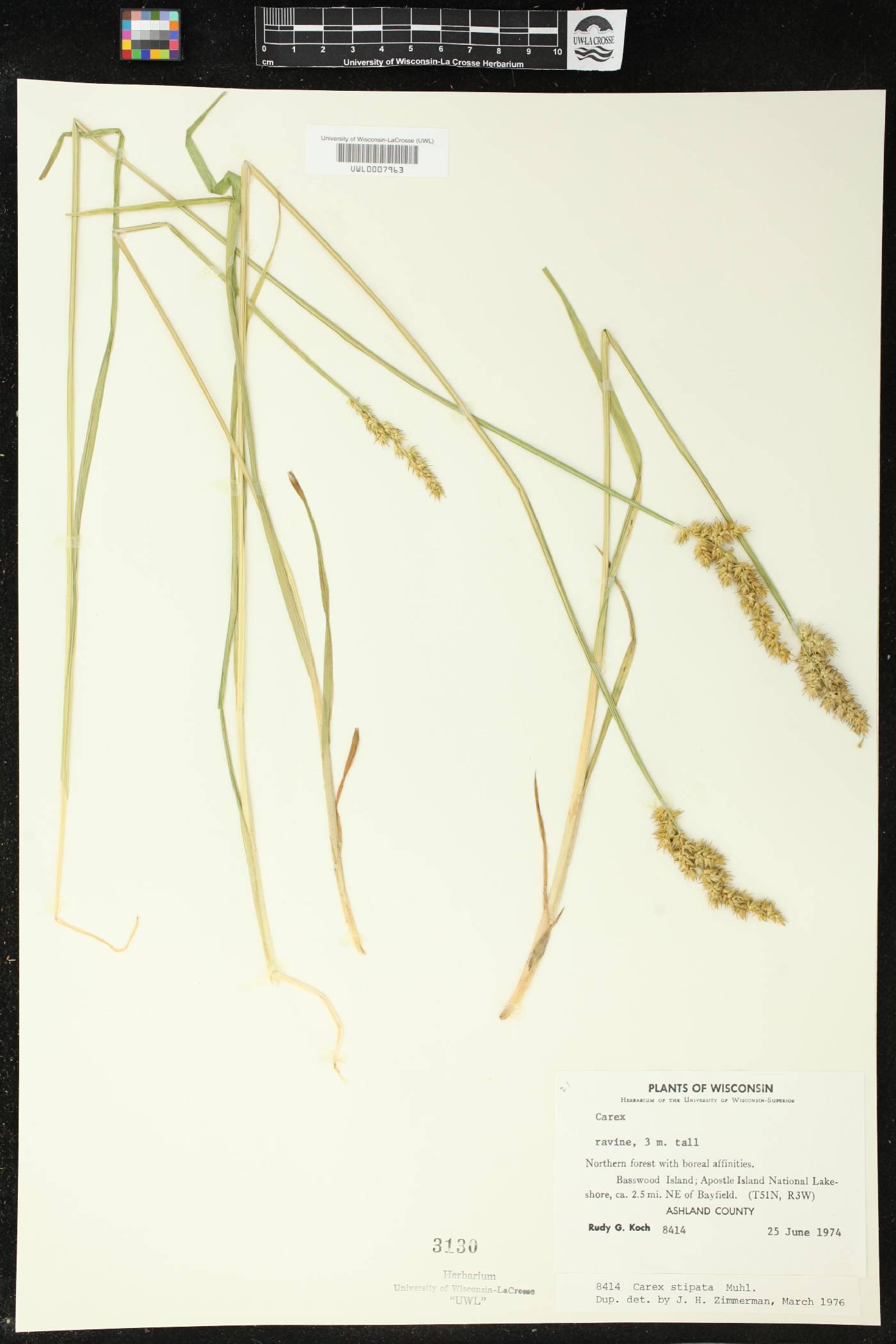 Carex stipata image