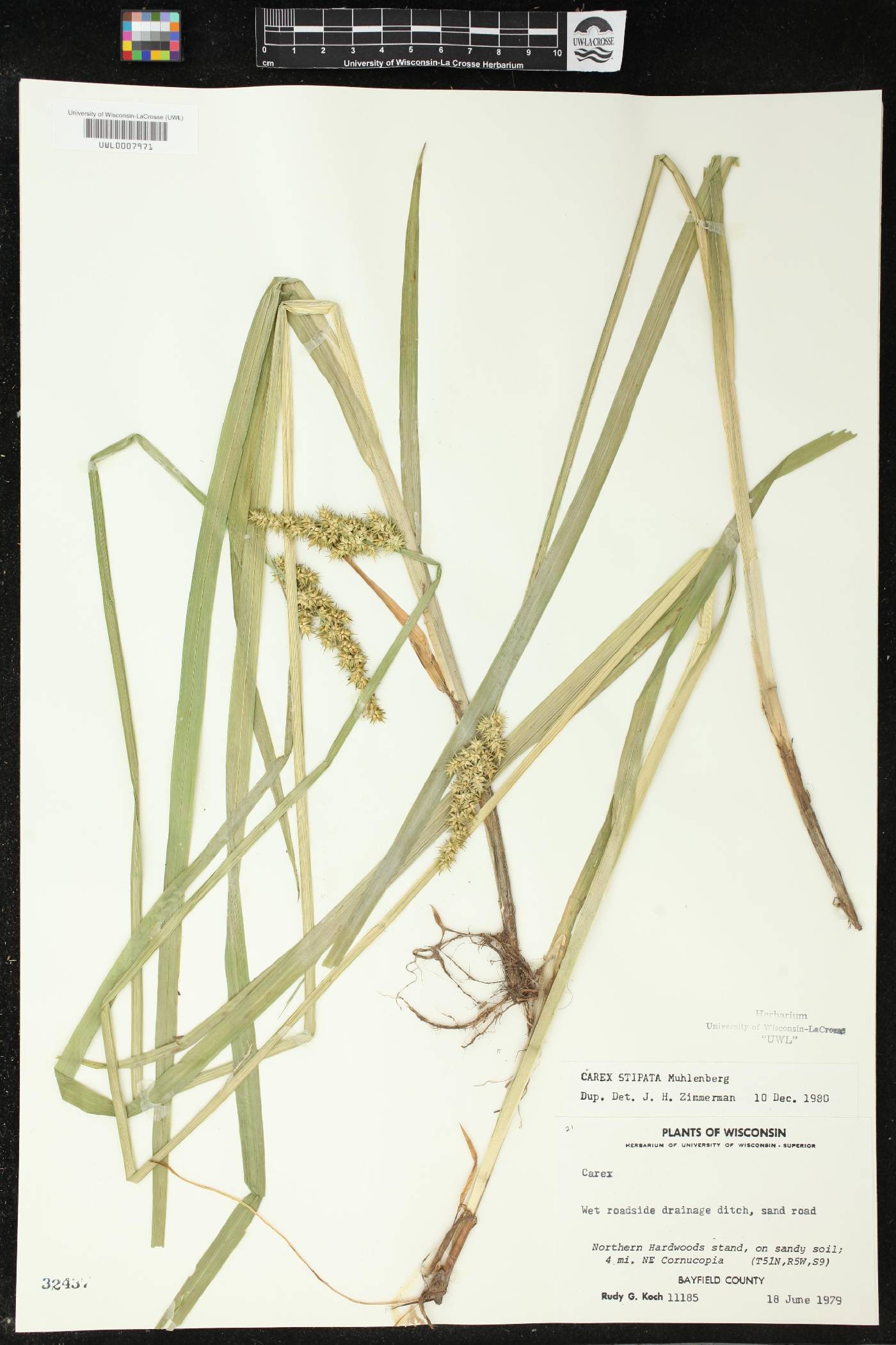 Carex stipata image