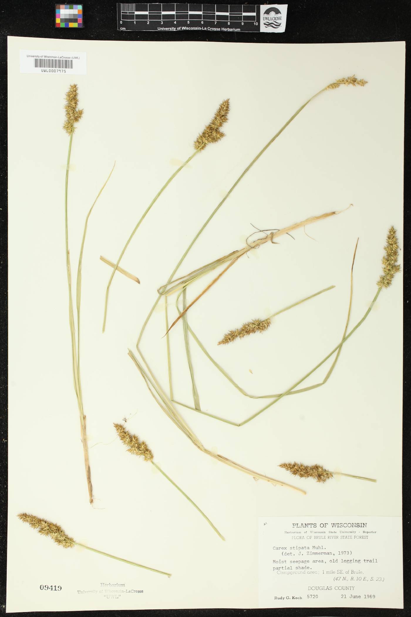 Carex stipata image