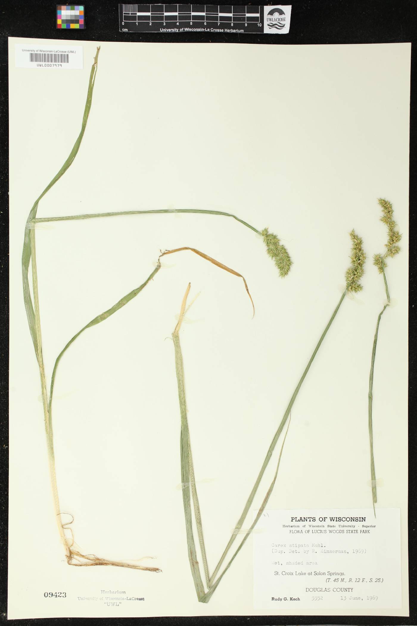 Carex stipata image
