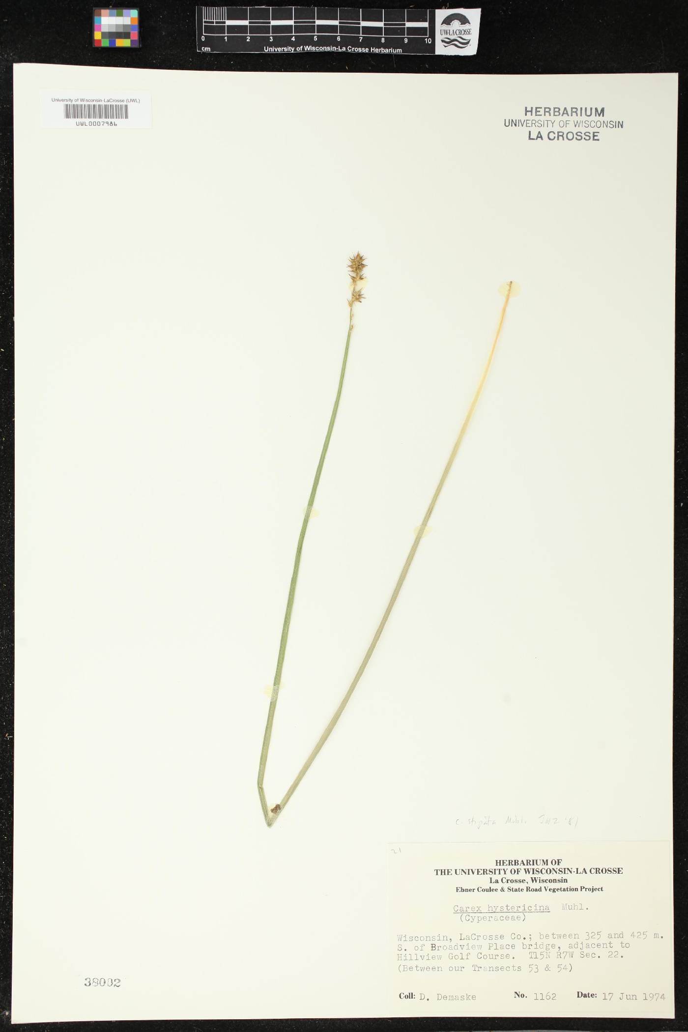 Carex stipata image