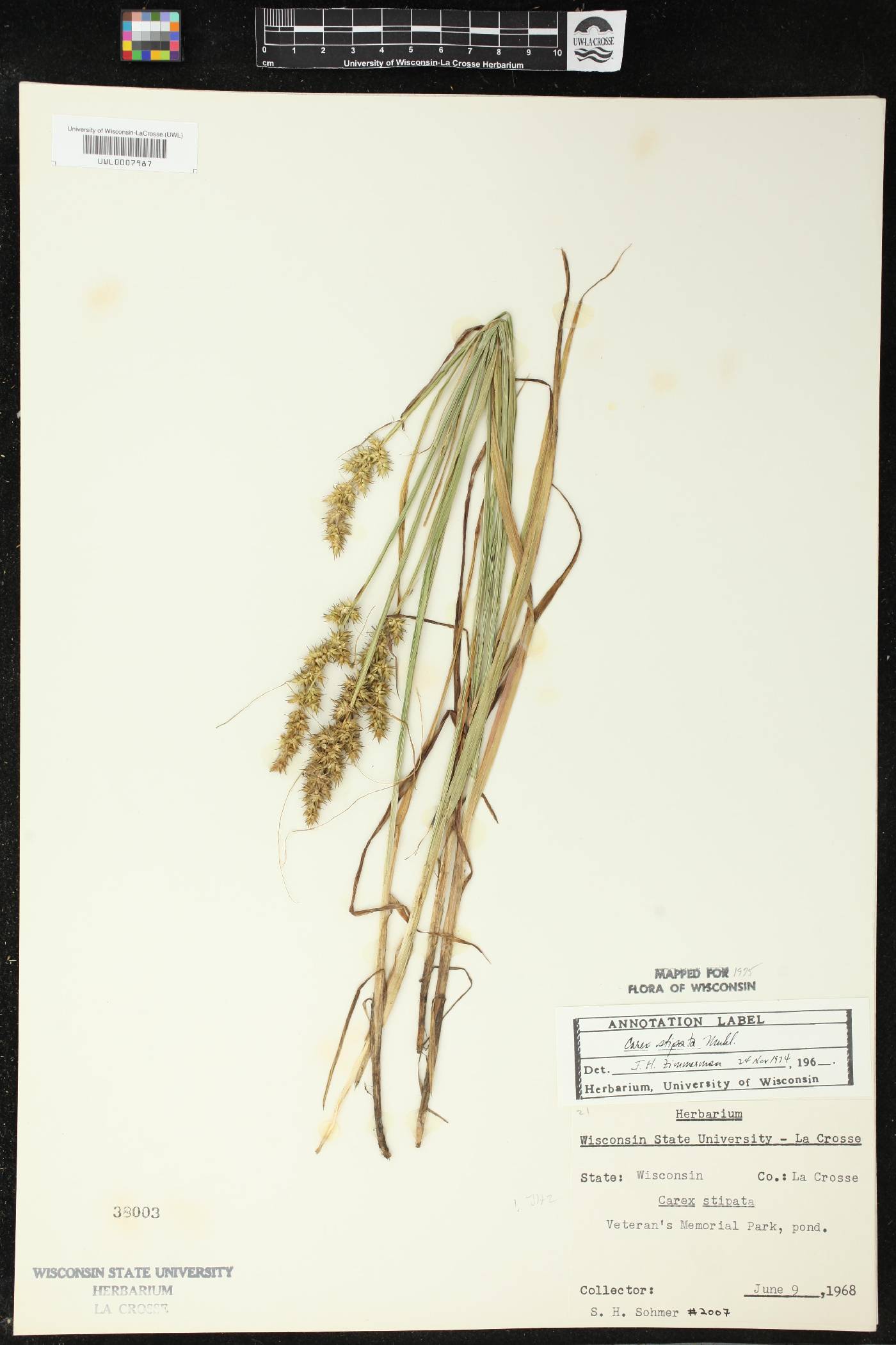 Carex stipata image
