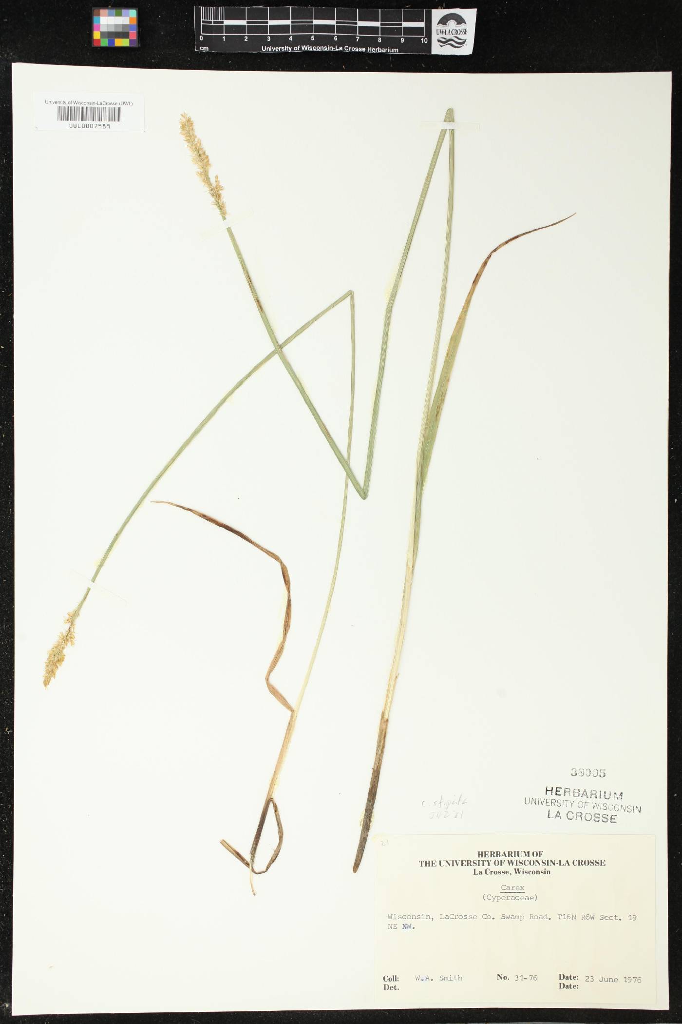 Carex stipata image