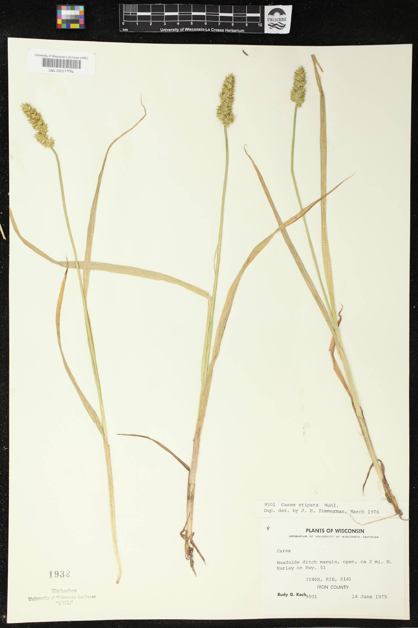 Carex stipata image