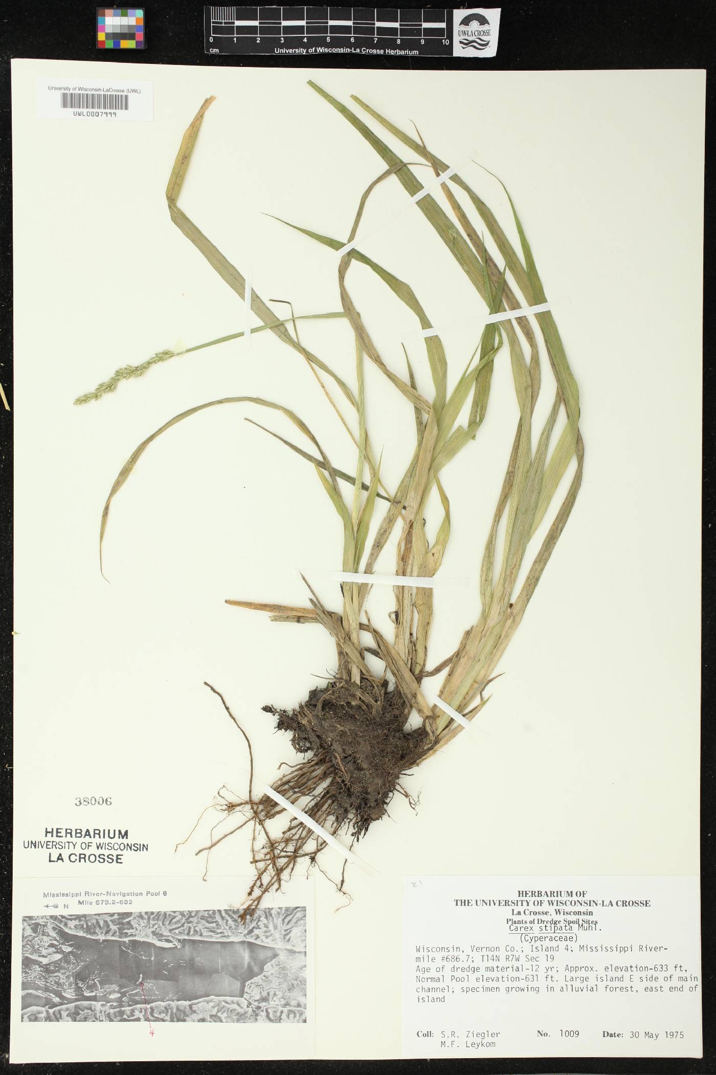 Carex stipata image