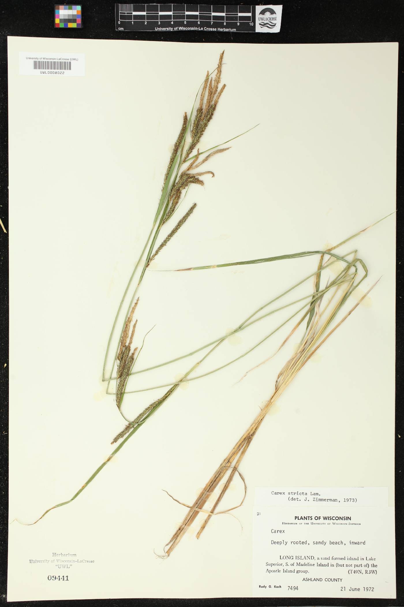 Carex stricta image
