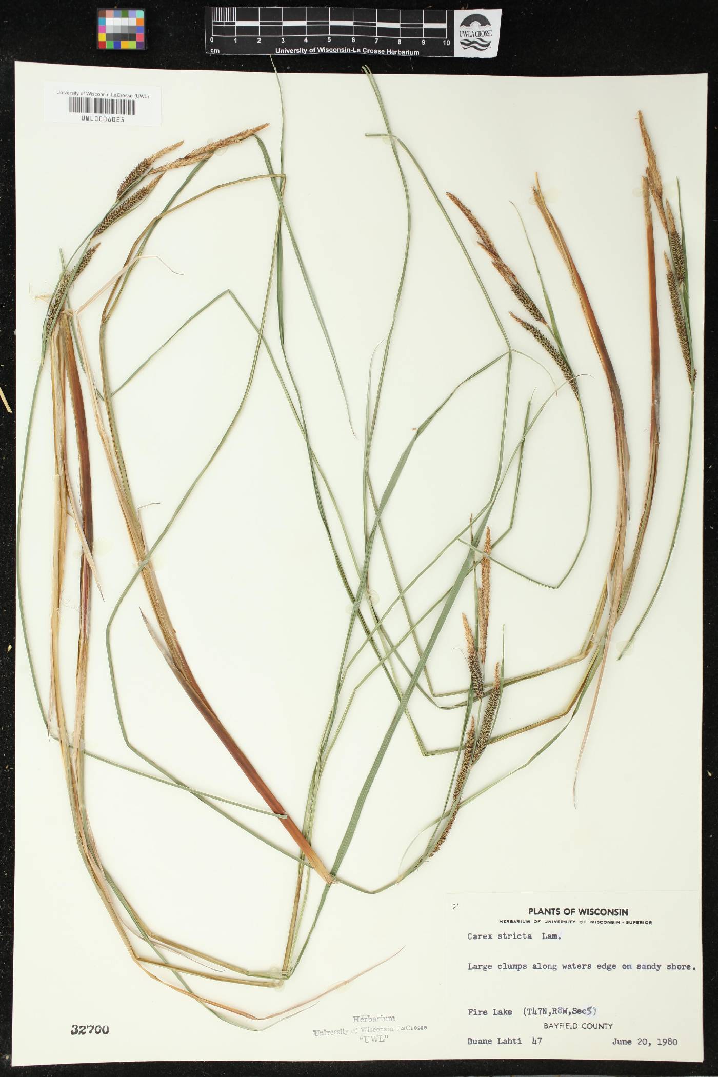 Carex stricta image