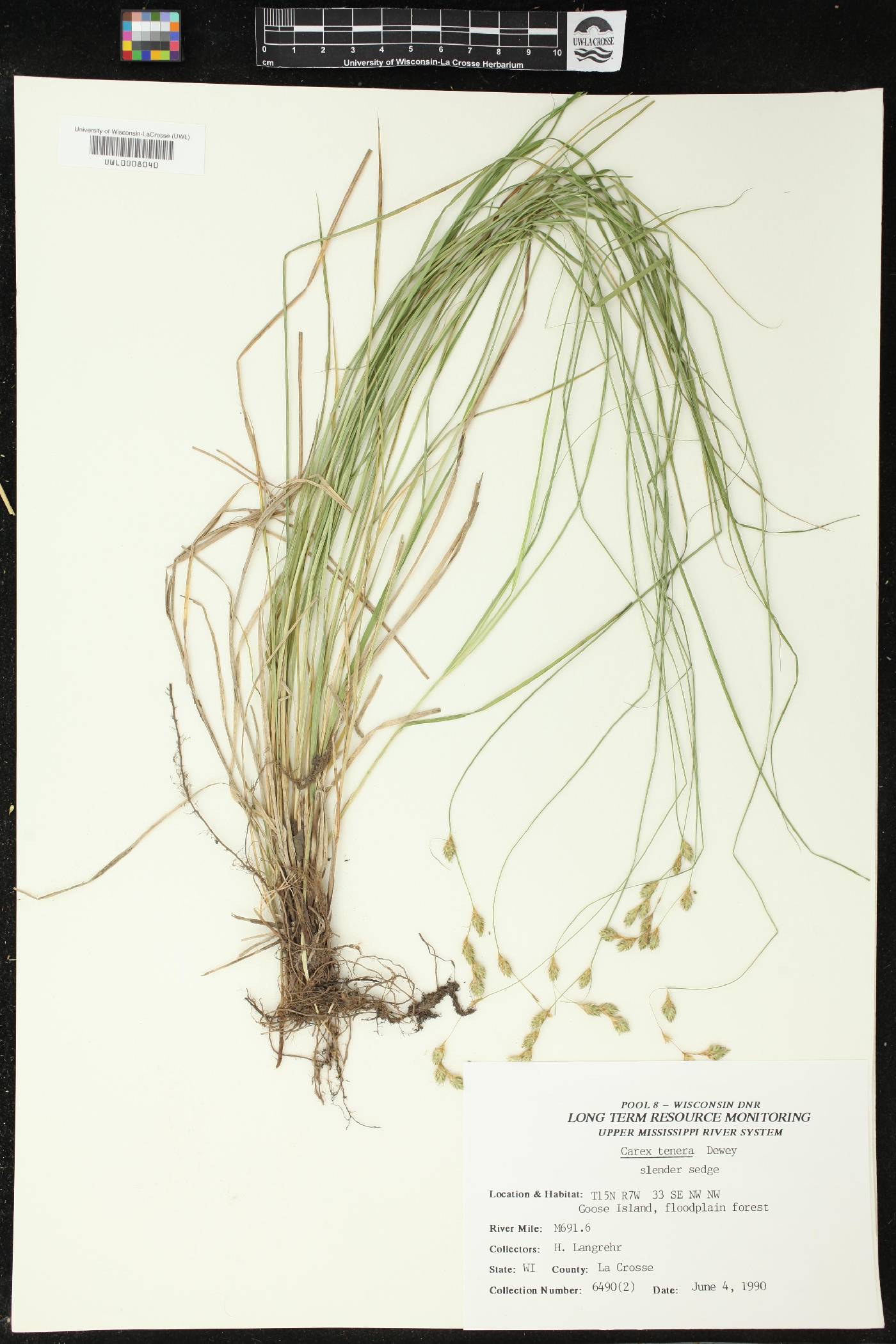 Carex tenera image