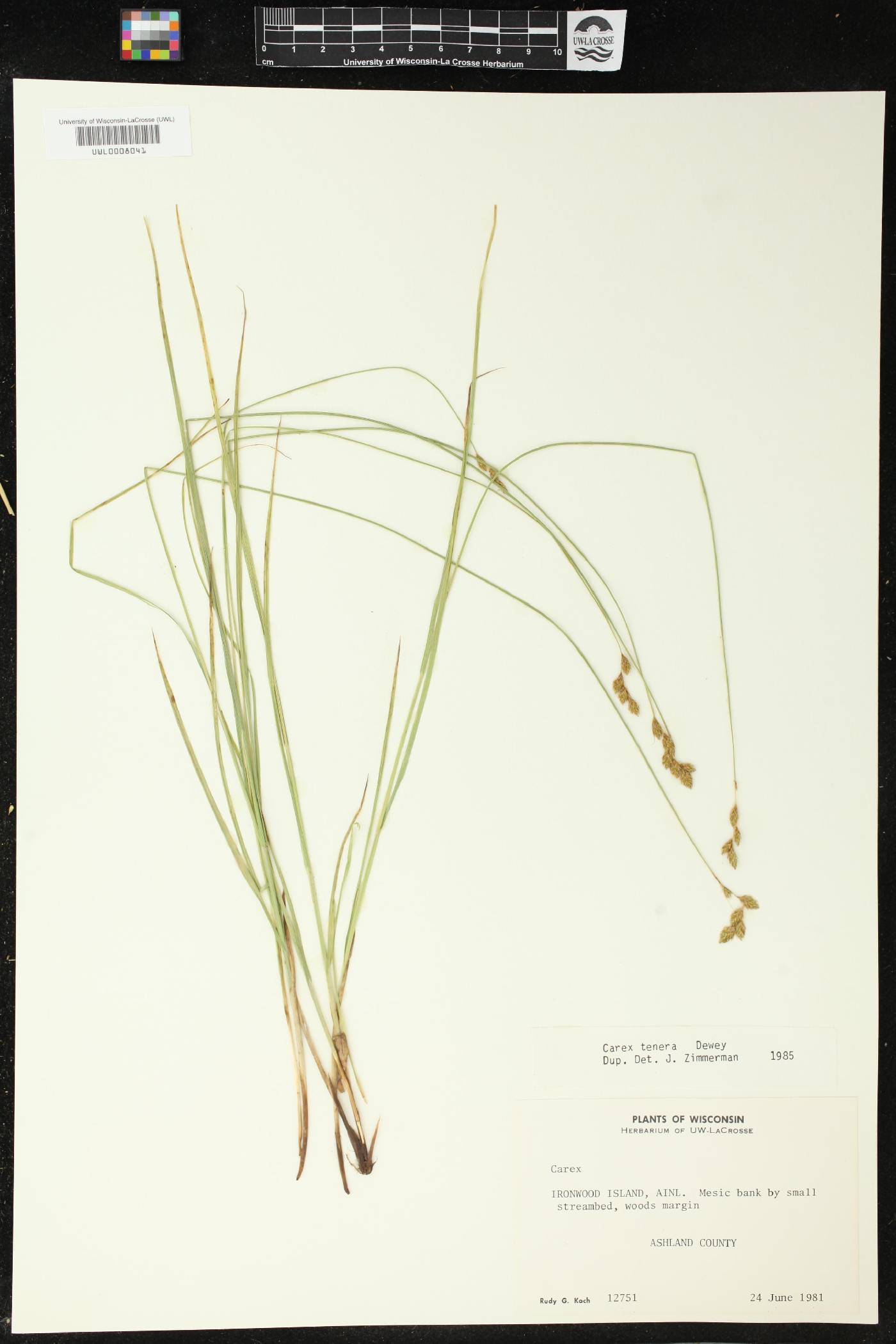 Carex tenera image