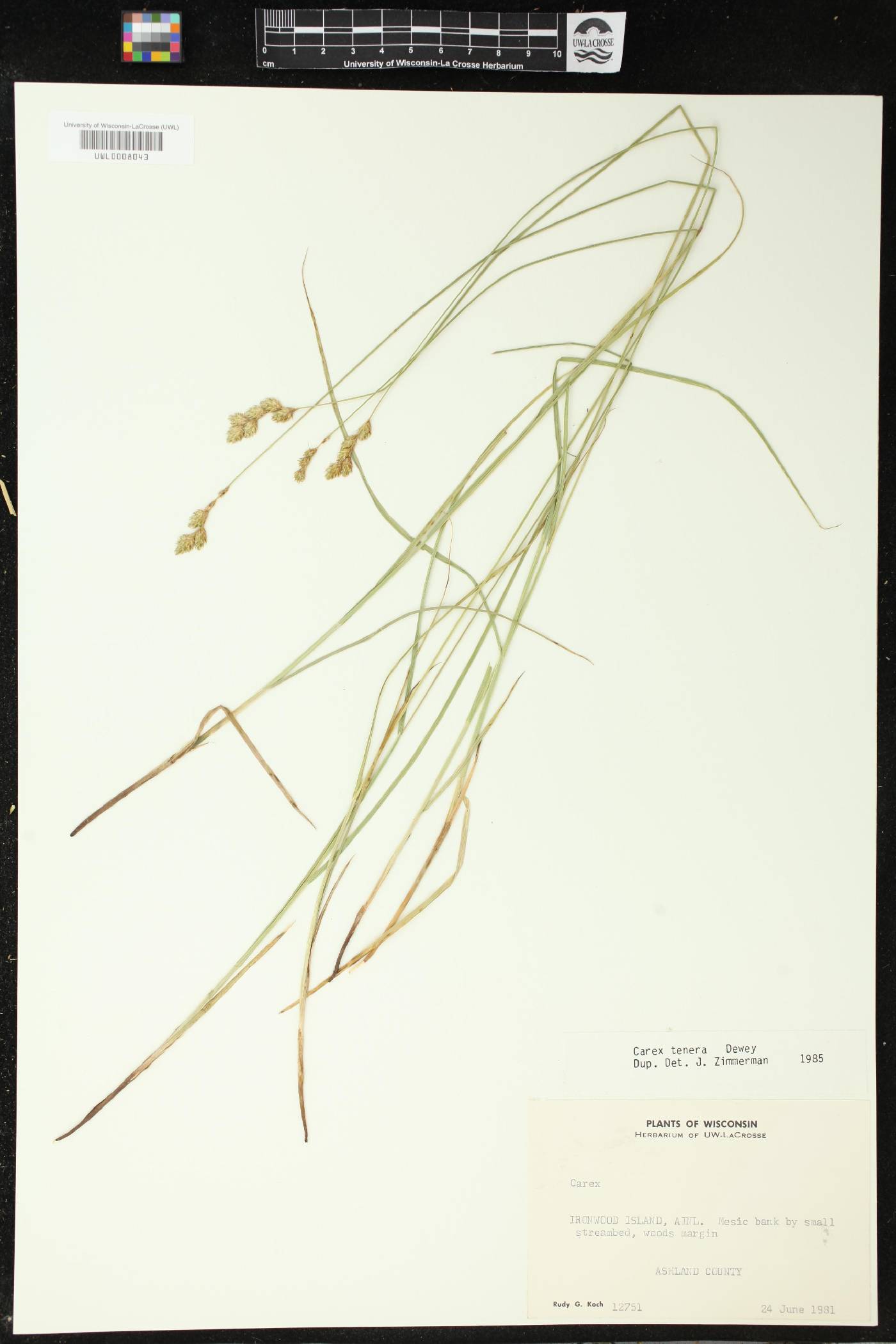 Carex tenera image