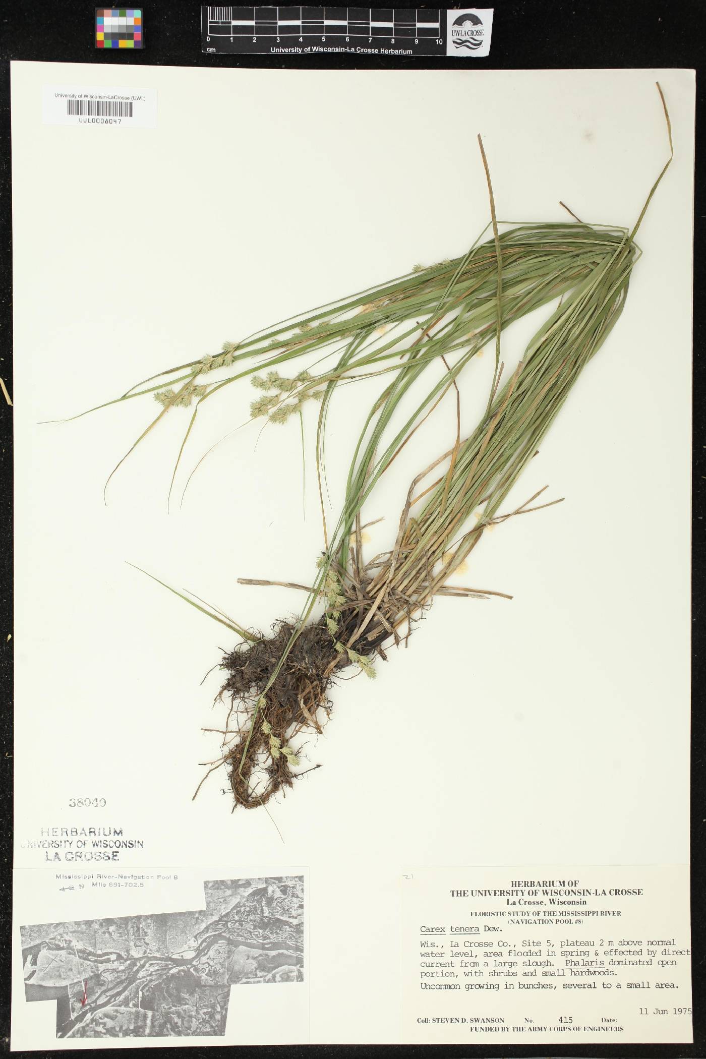 Carex tenera image