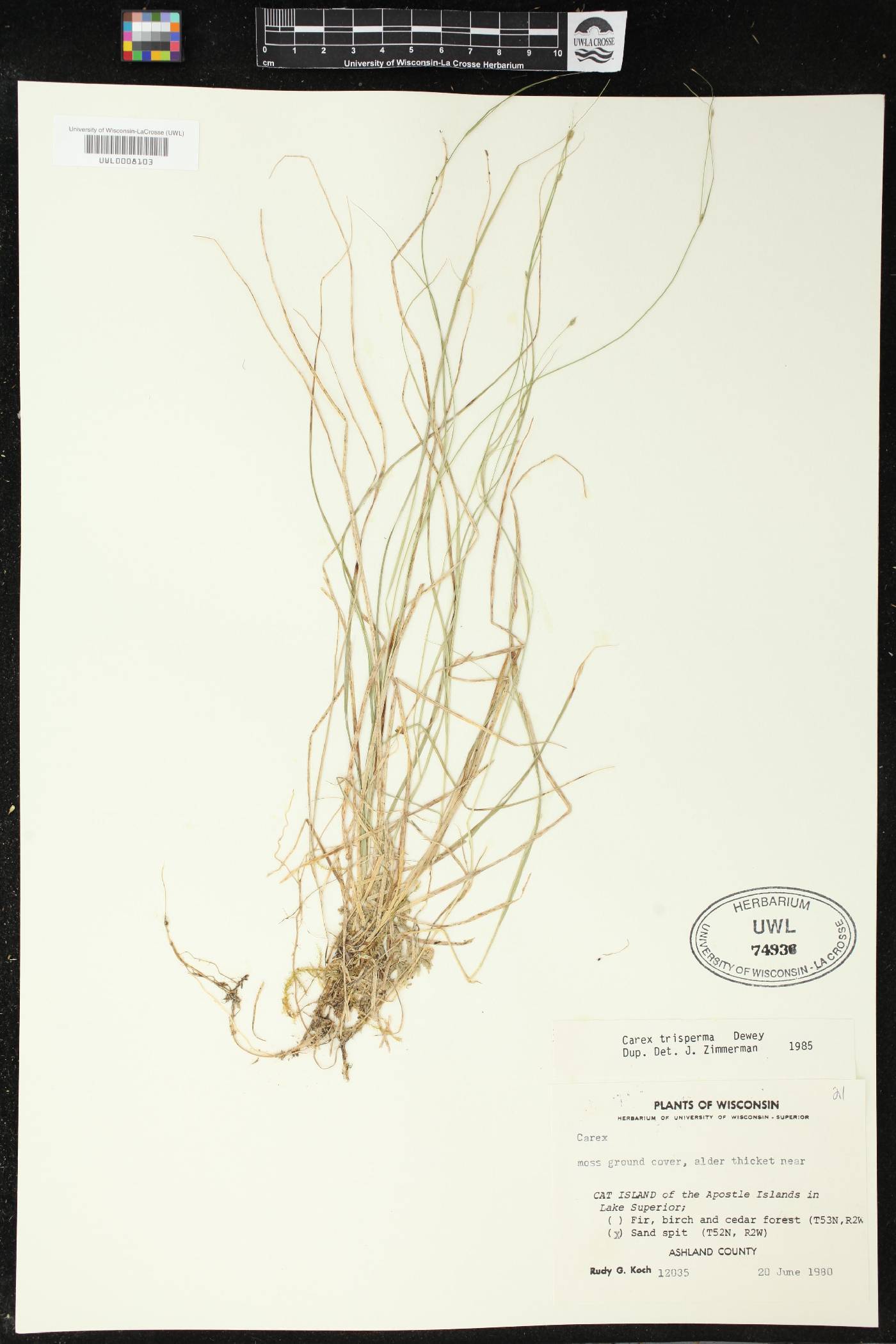 Carex trisperma image