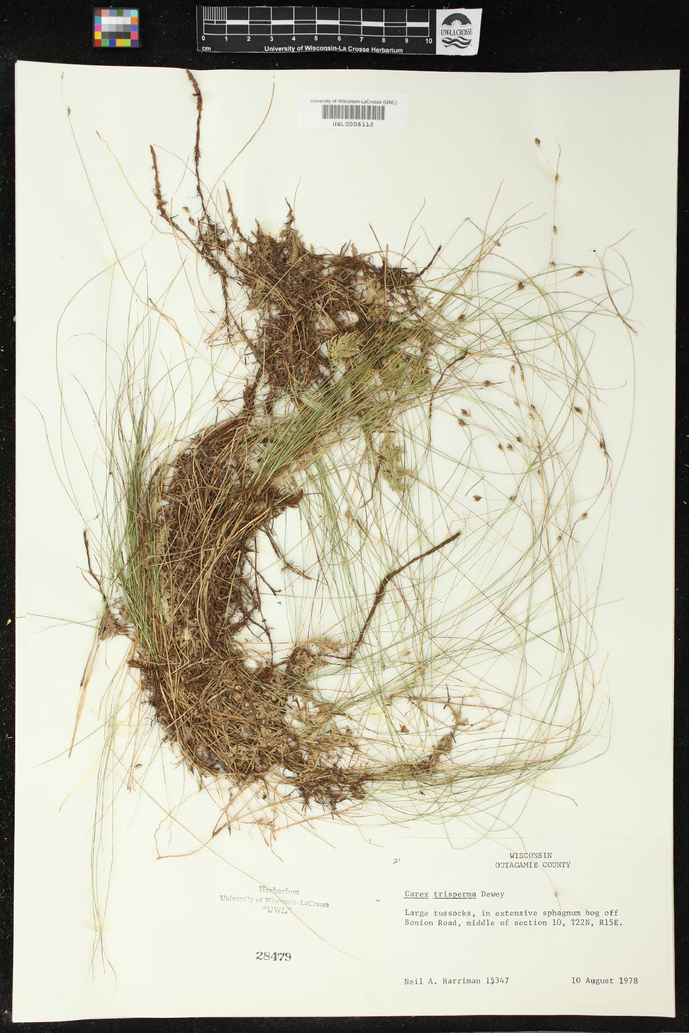 Carex trisperma image
