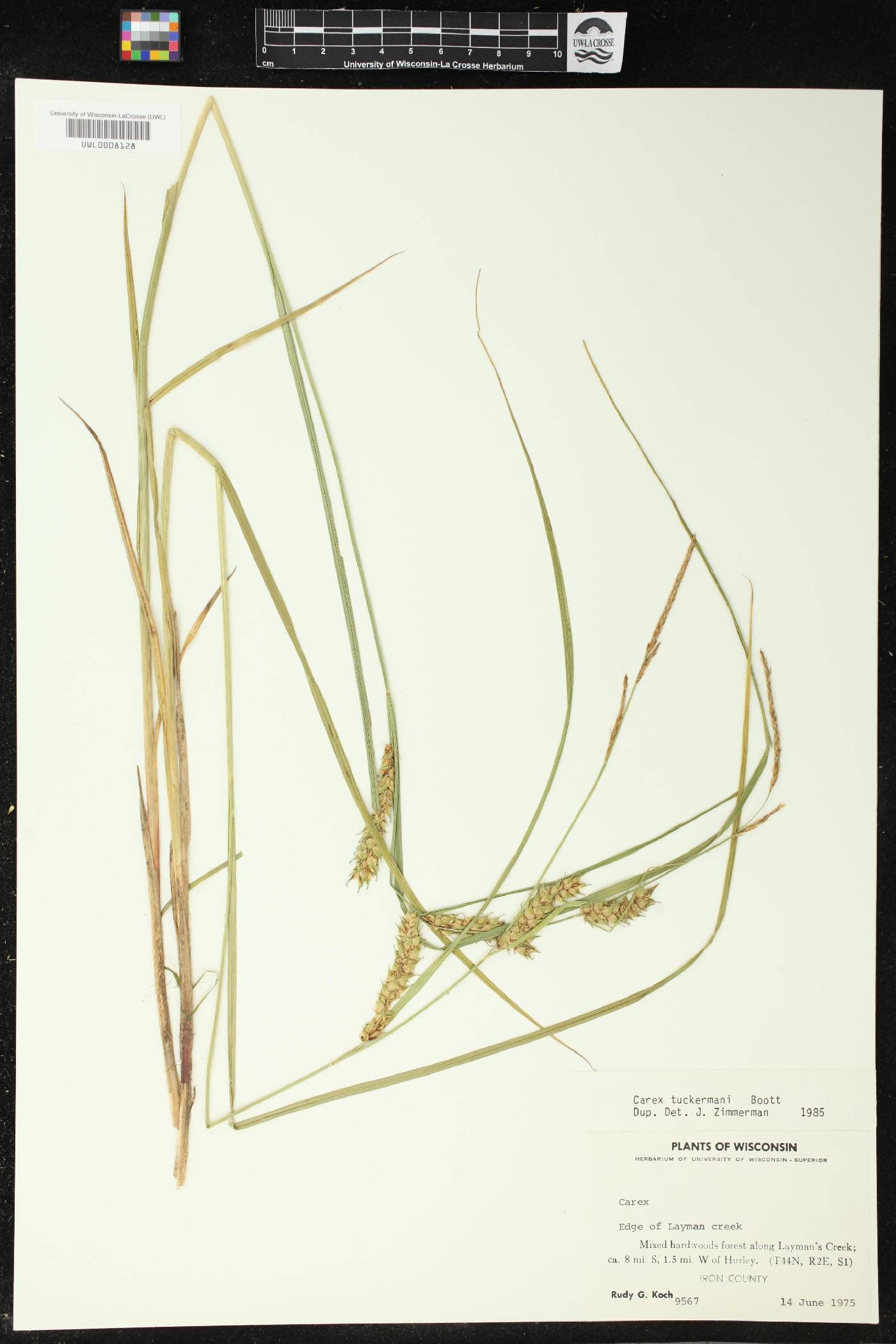 Carex tuckermanii image