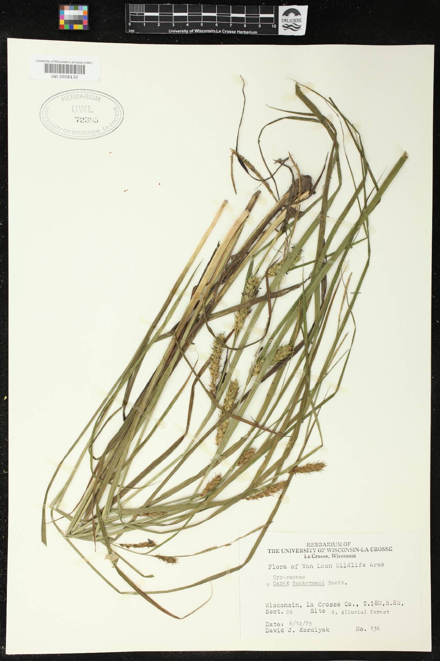Carex tuckermanii image