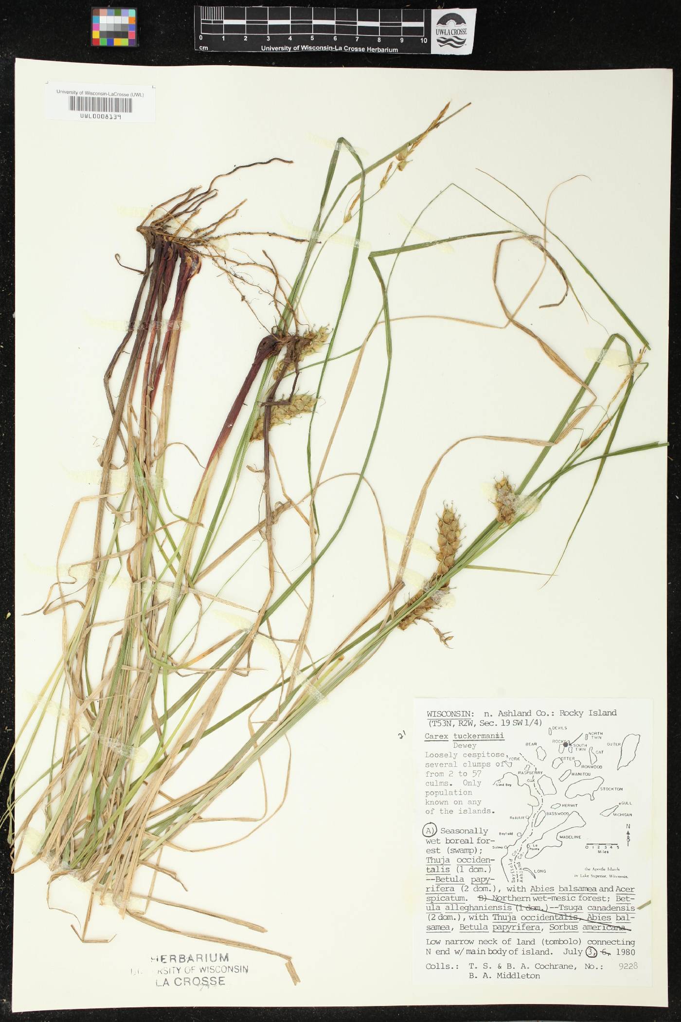 Carex tuckermanii image