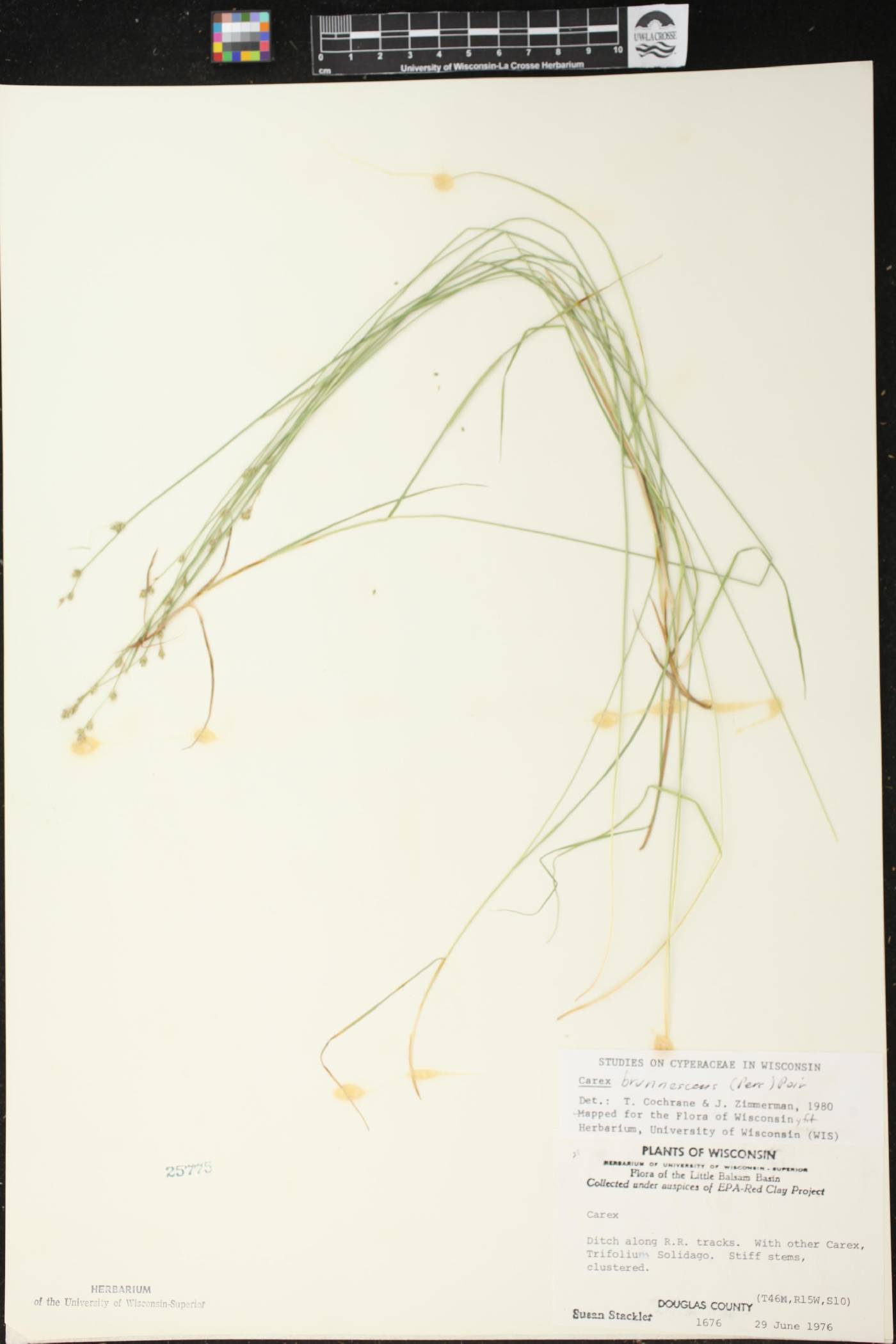Carex brunnescens image