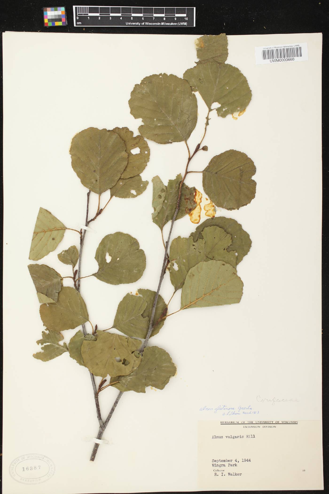 Alnus glutinosa image