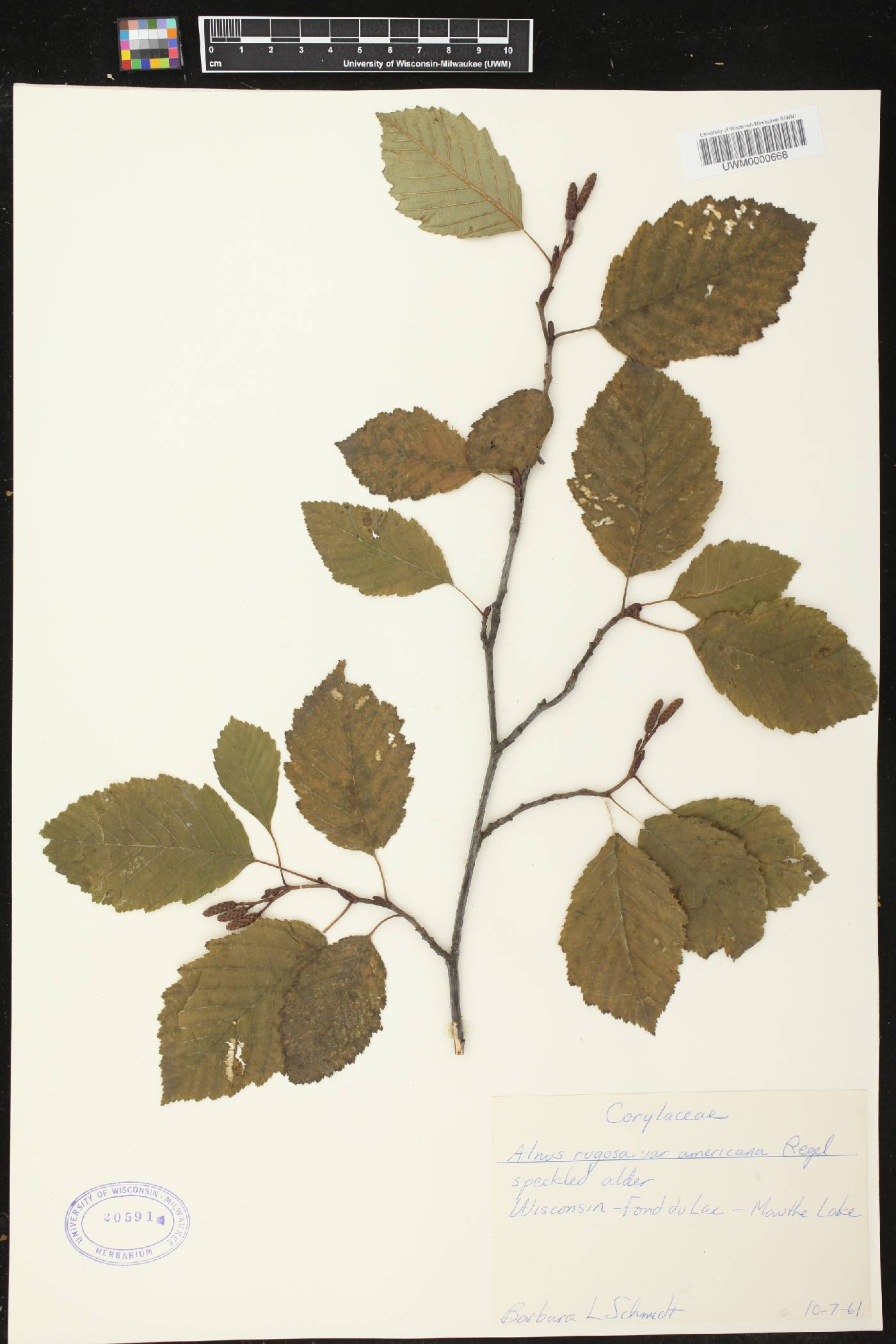 Alnus incana image