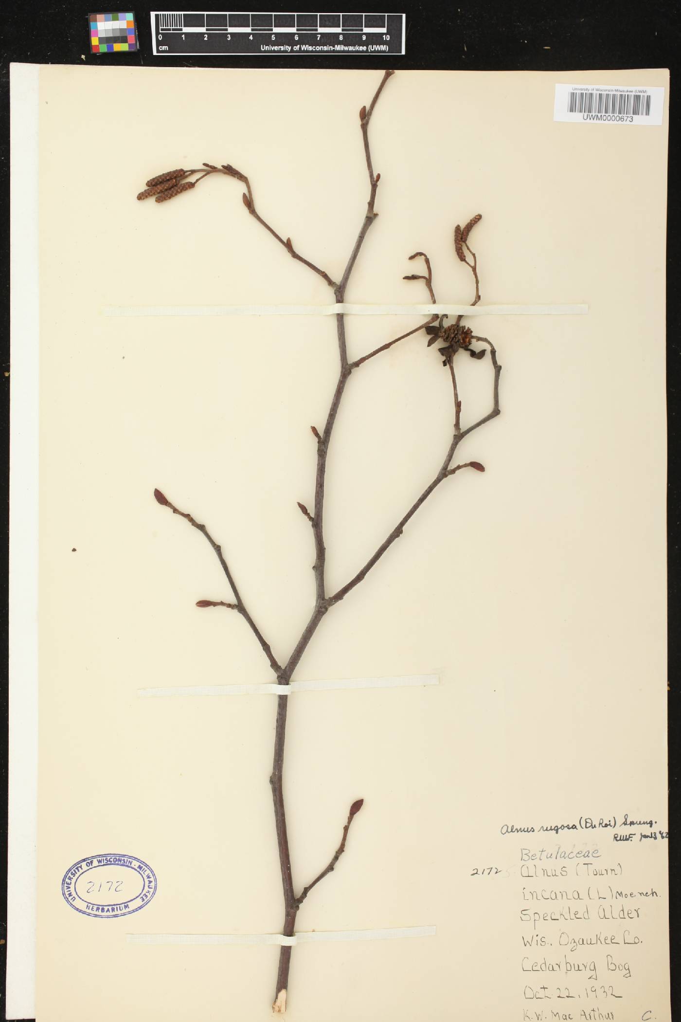Alnus incana subsp. rugosa image