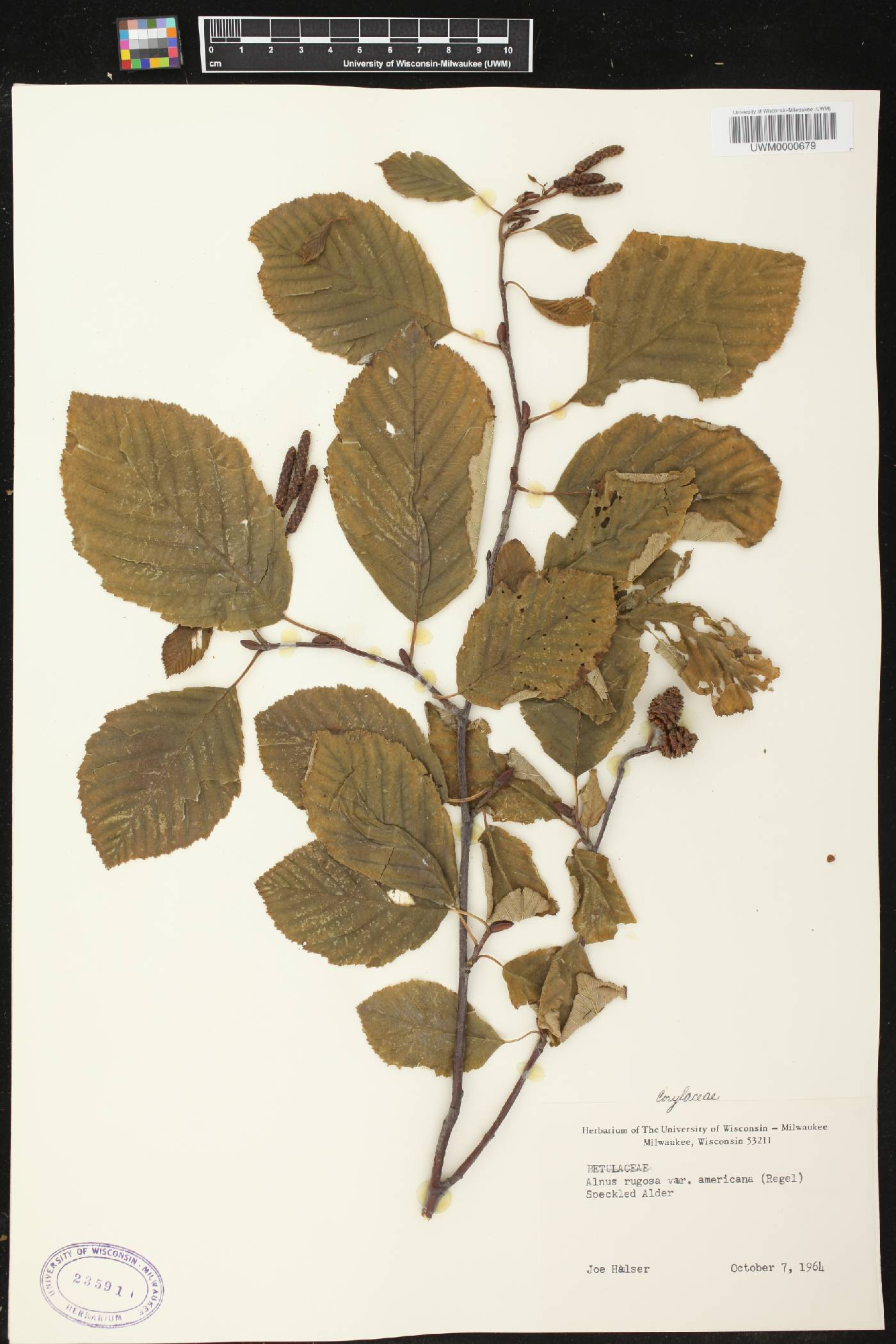Alnus incana image