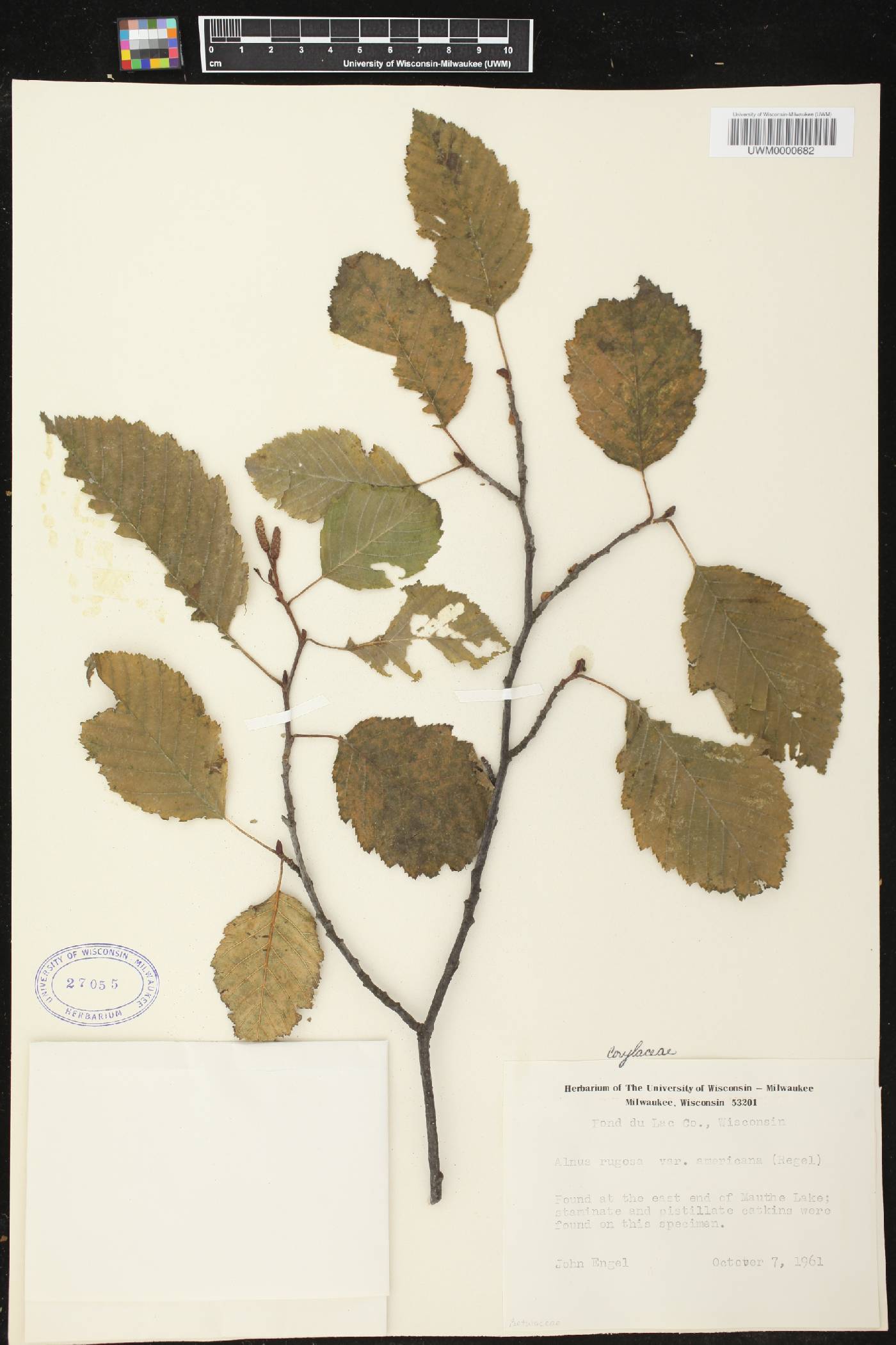 Alnus incana subsp. rugosa image