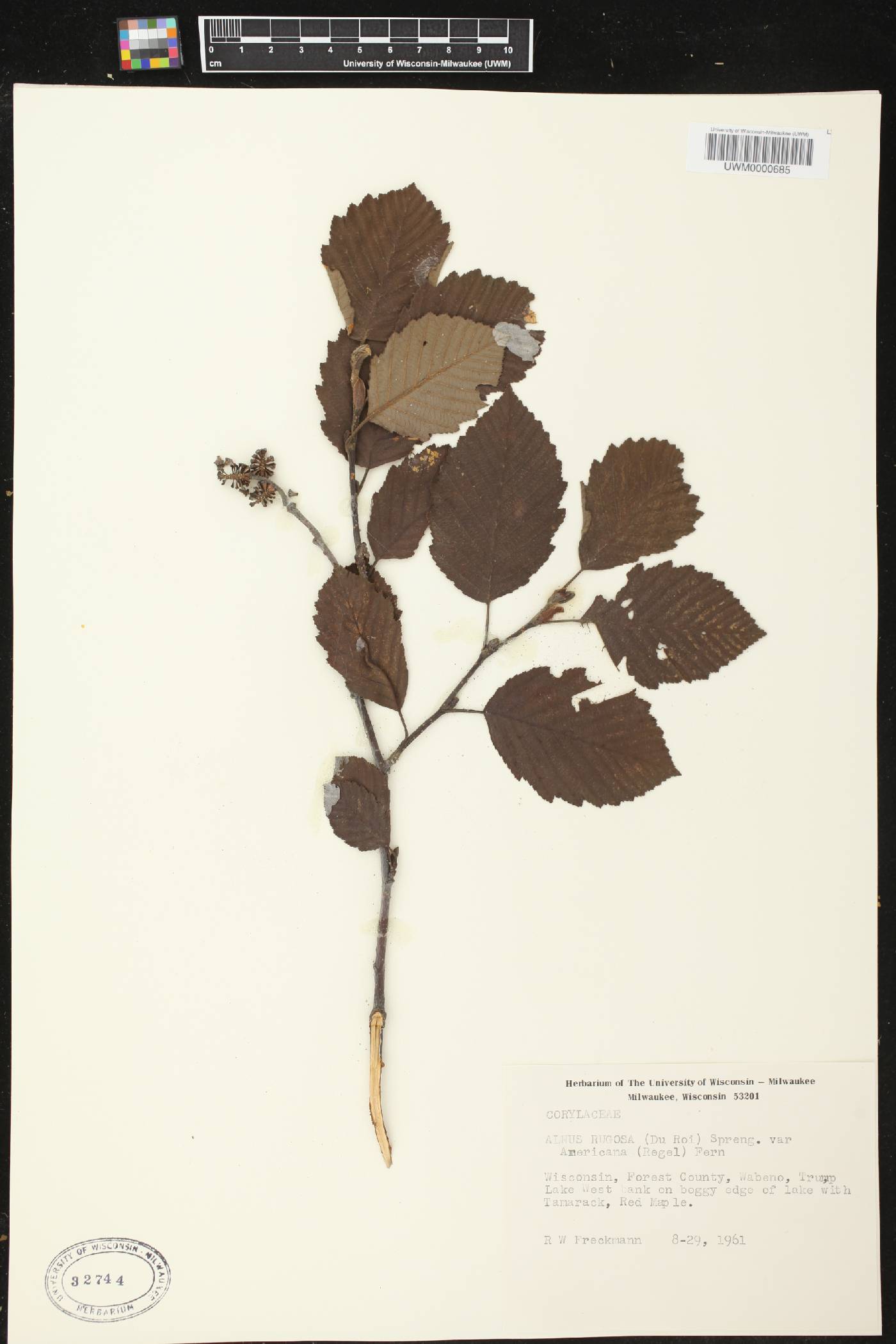 Alnus incana subsp. rugosa image