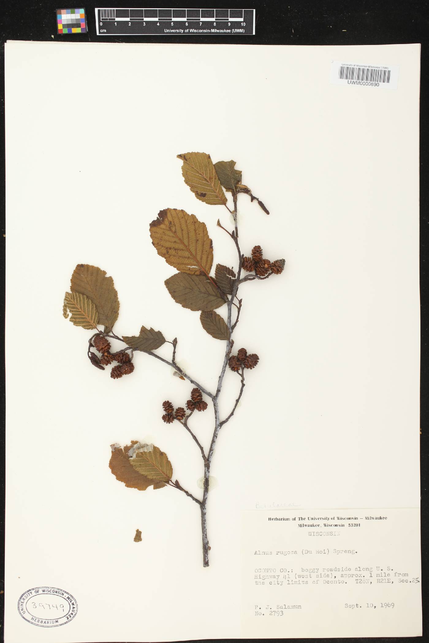 Alnus incana subsp. rugosa image