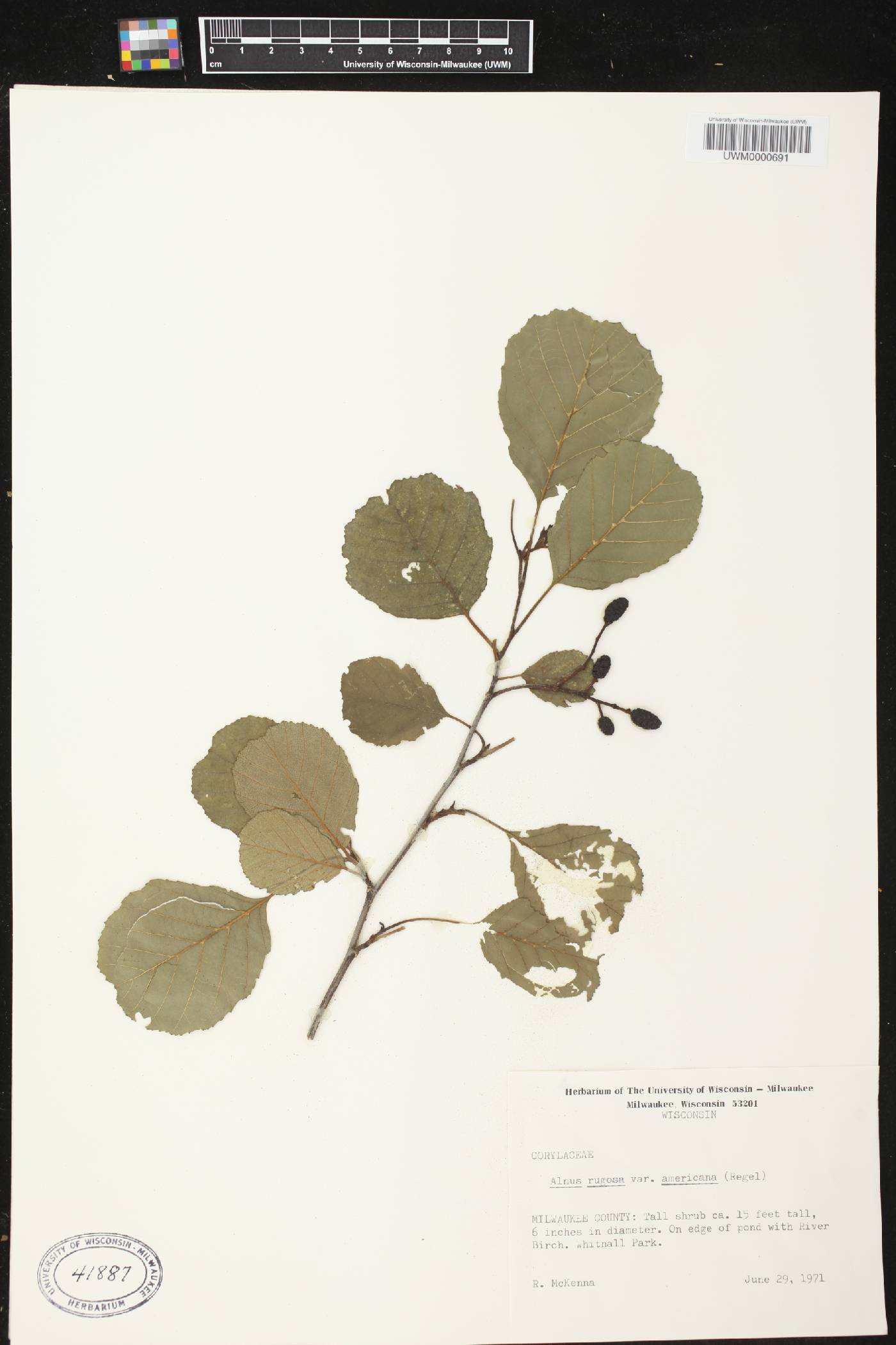 Alnus incana image