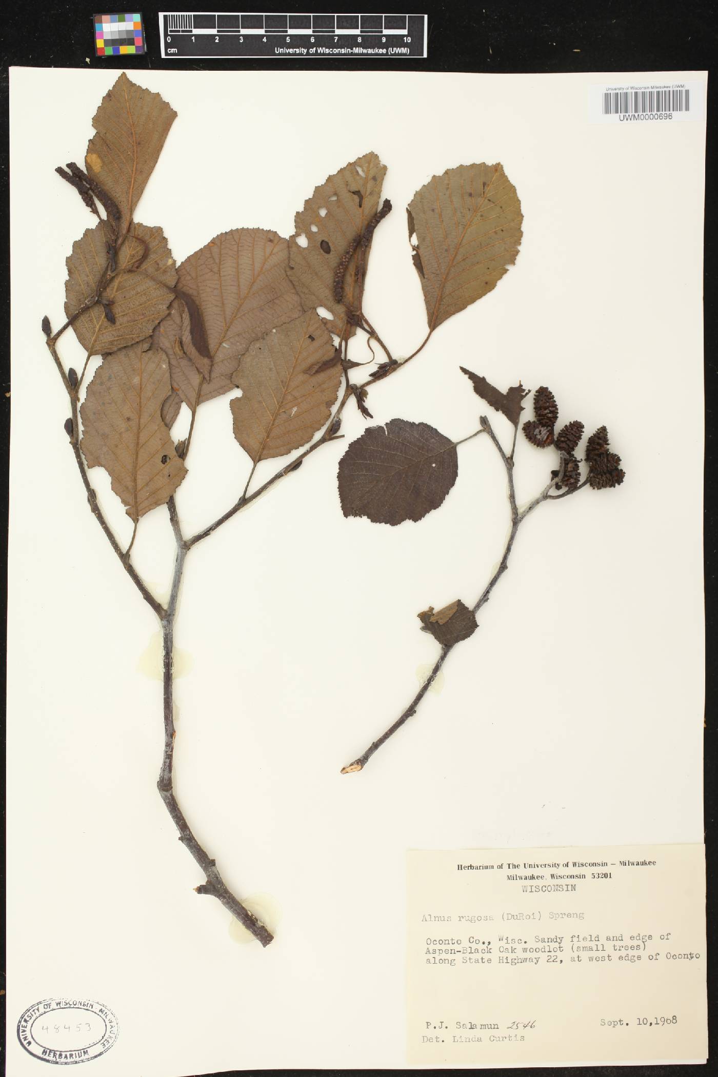 Alnus incana subsp. rugosa image