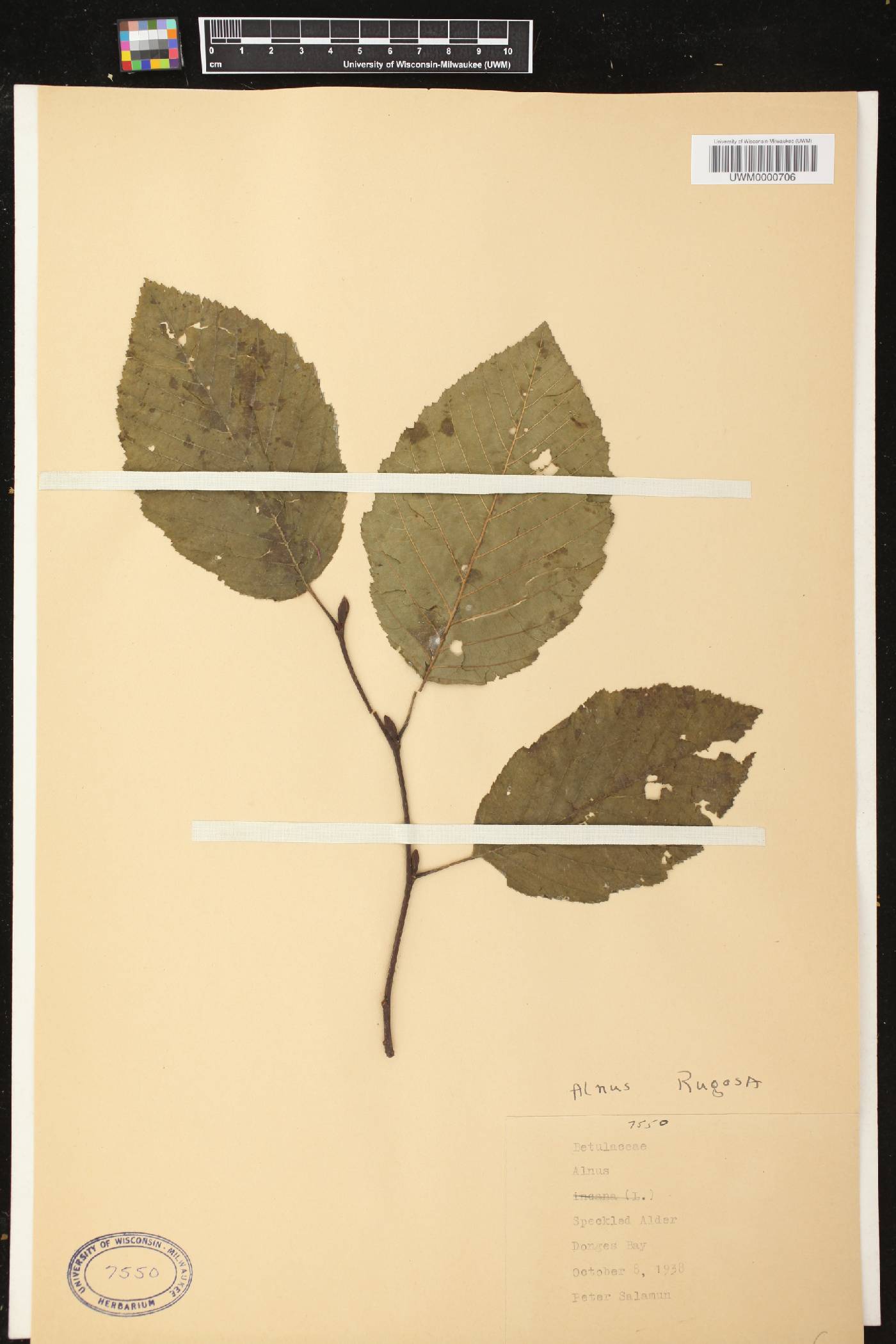 Alnus incana image